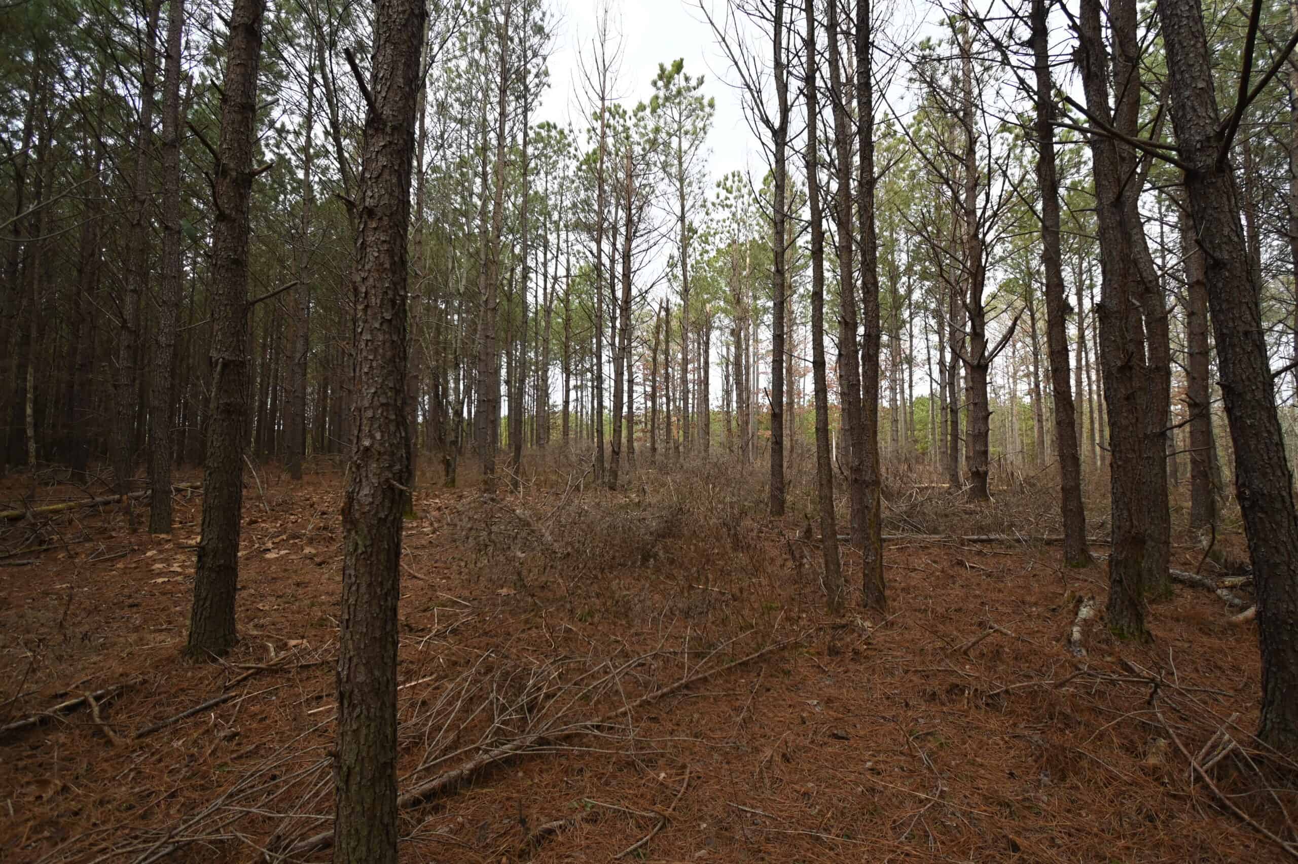 20 Wooded Acres For Sale in Lewis County, Tennessee