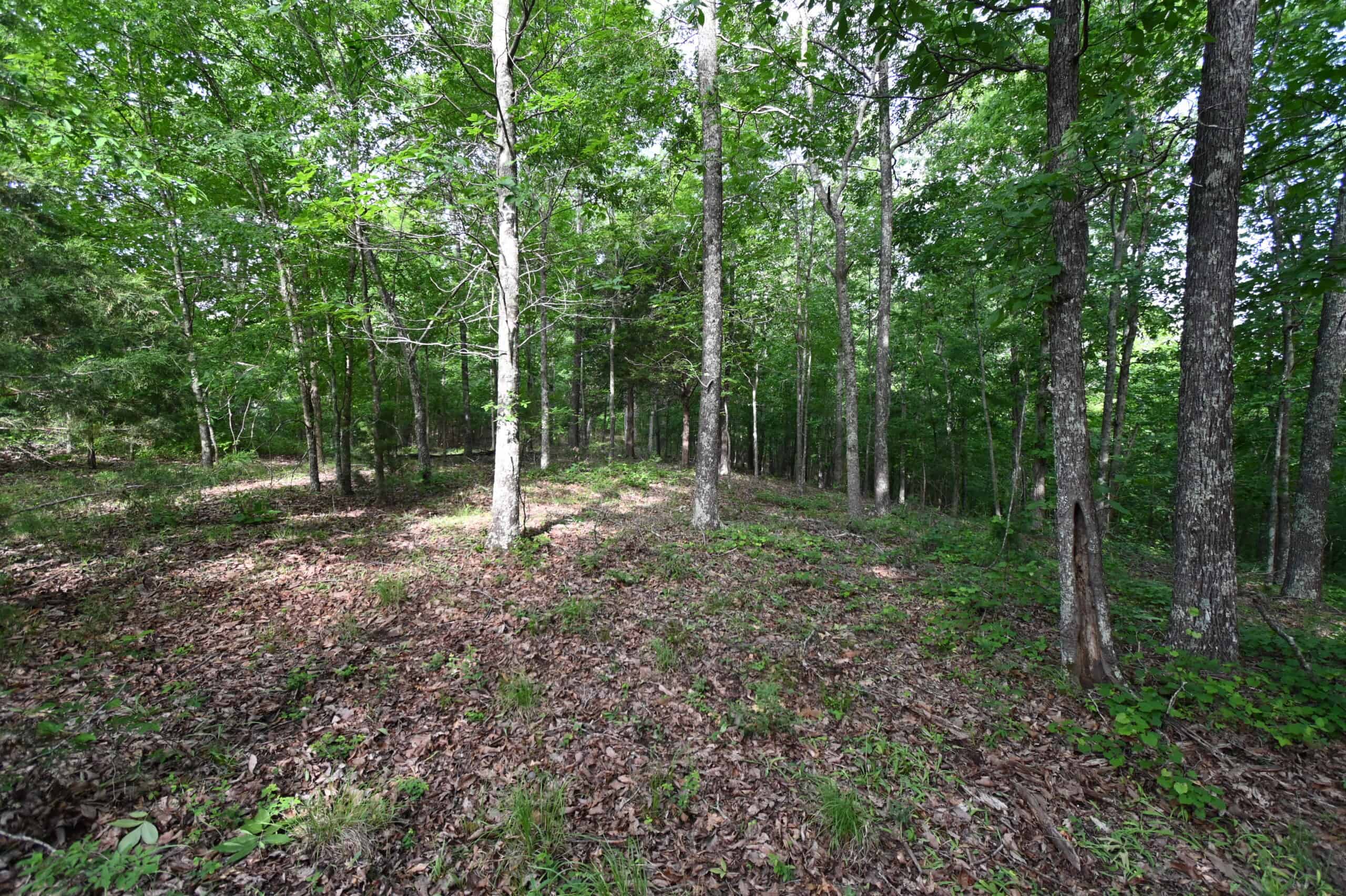 Tennessee Woods Land For Sale! 59.28 ac only minutes to TN River!