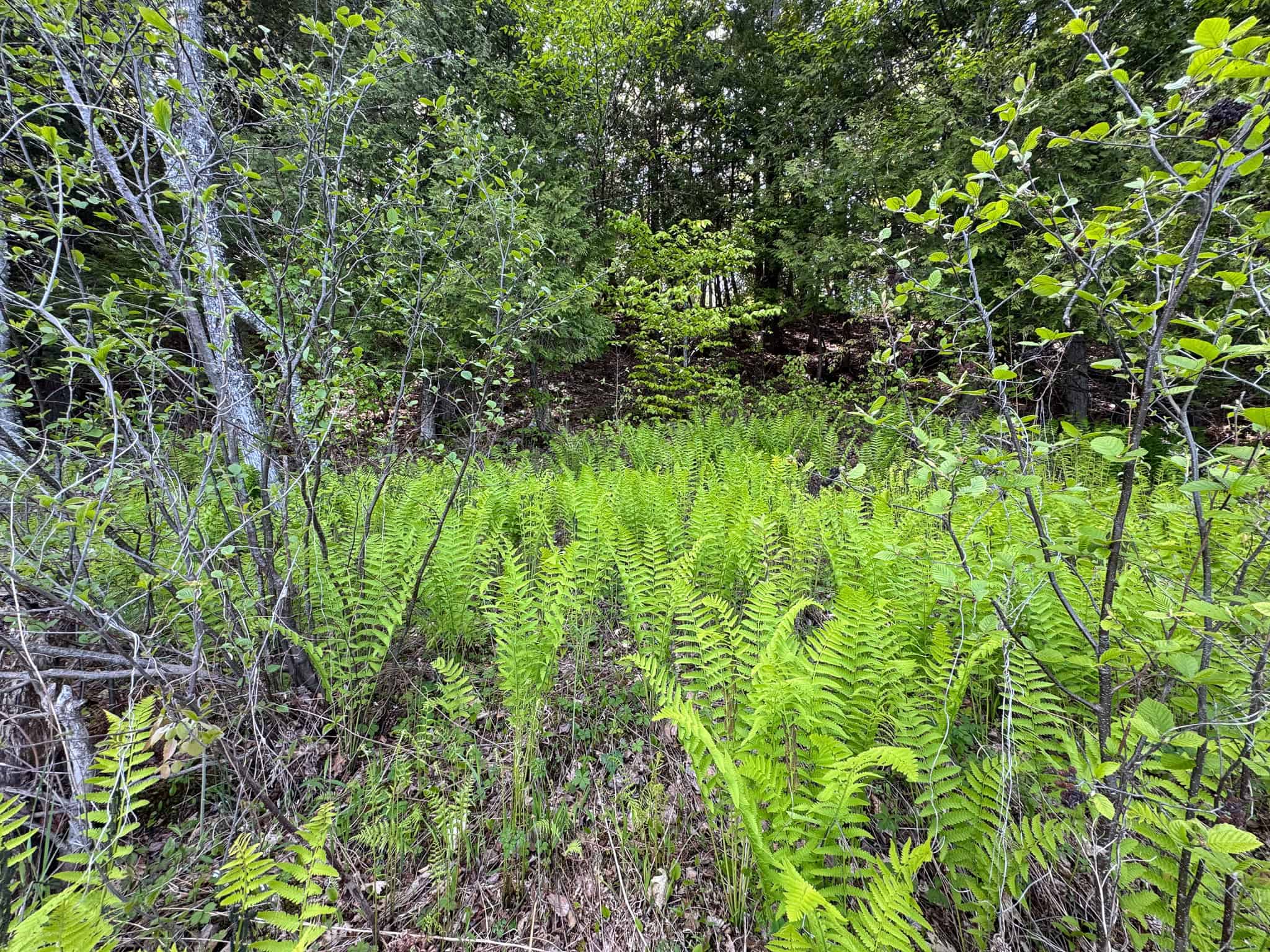 Maine River Property – 40.18 Acres – Woodville