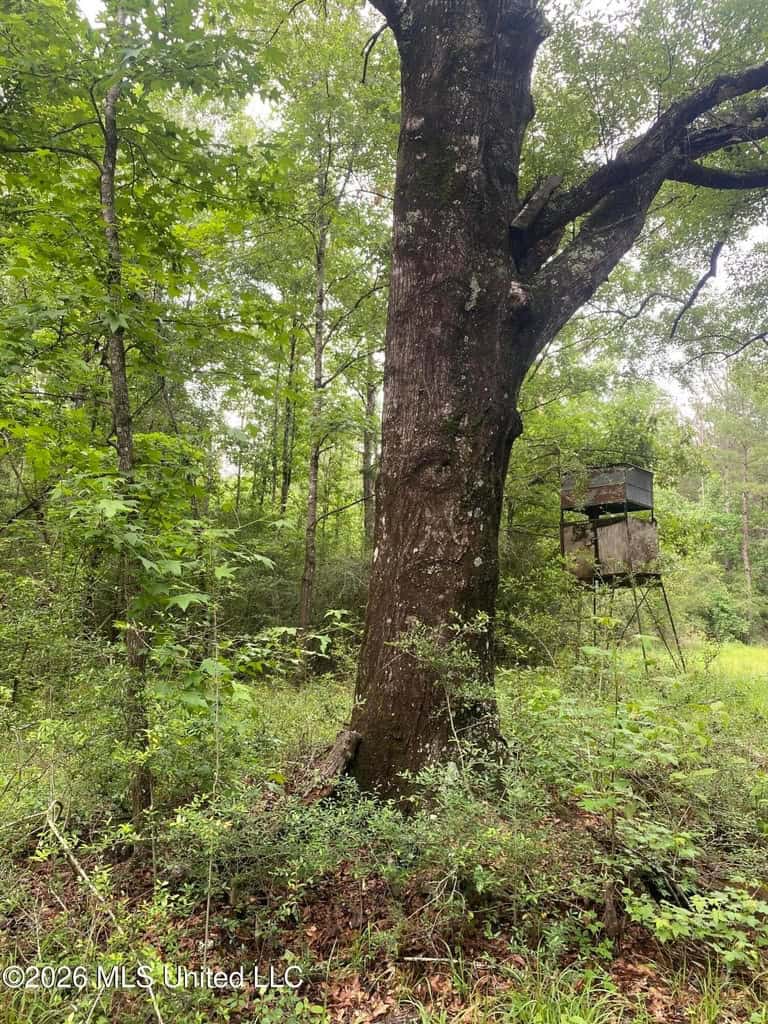 Hunting and Recreational Land for Sale in Amite County, Miss