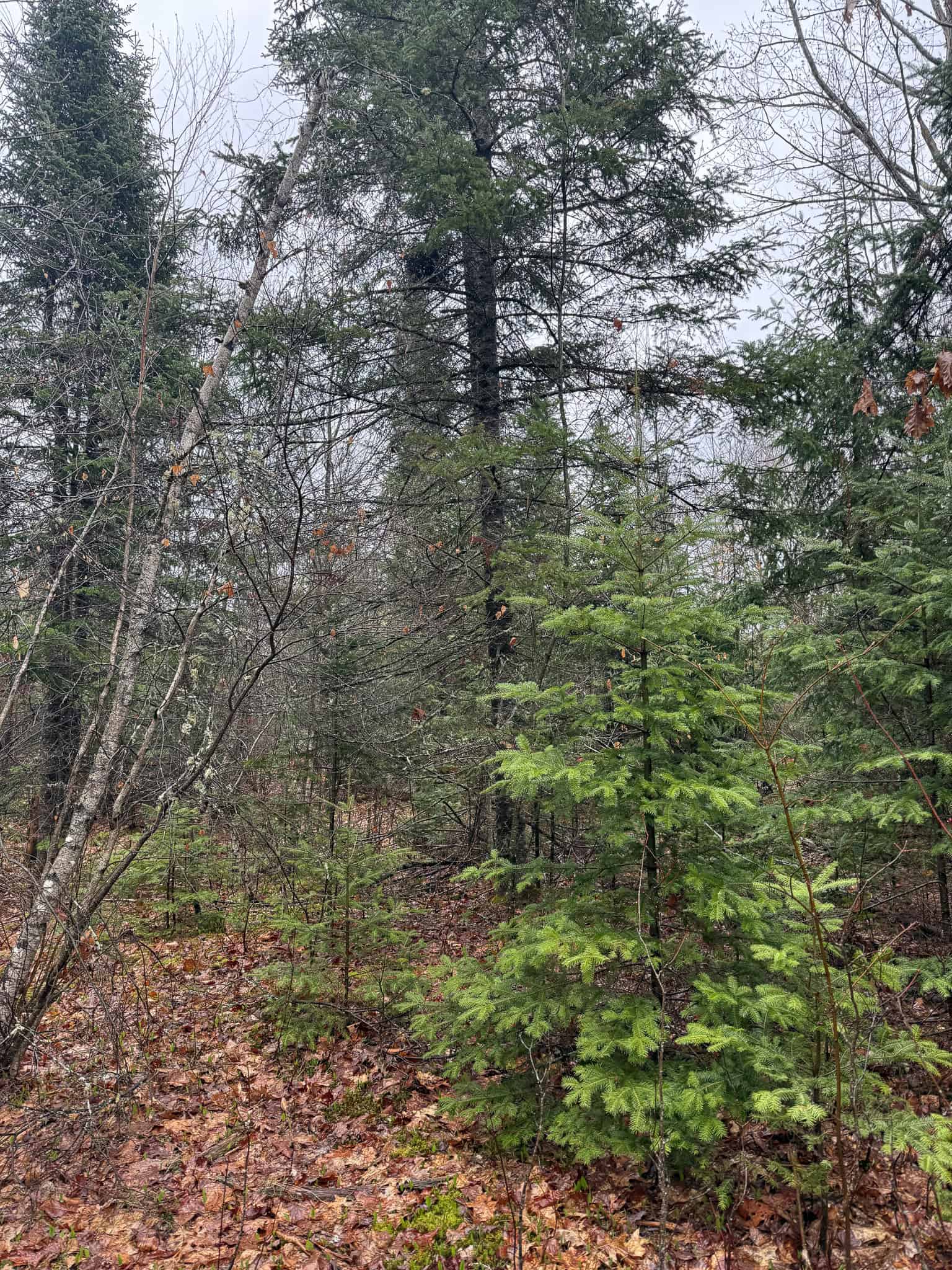 19 Acre Recreational Property – Detroit, Maine