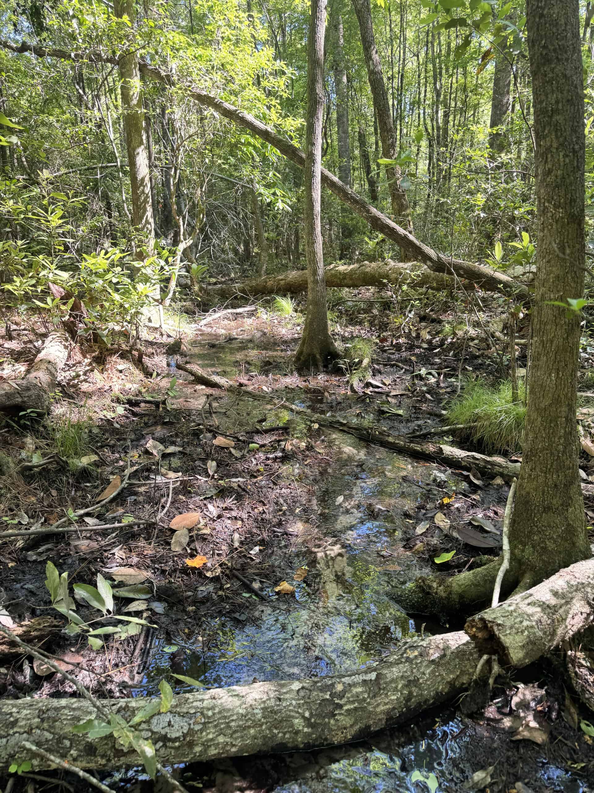 Exceptional 110 ac Hunting & Recreational Property in Shellman, GA