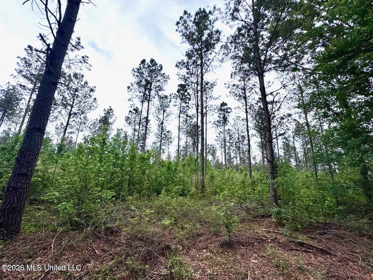 160 Acre in Bienville Parish Near Arcadia, Louisiana