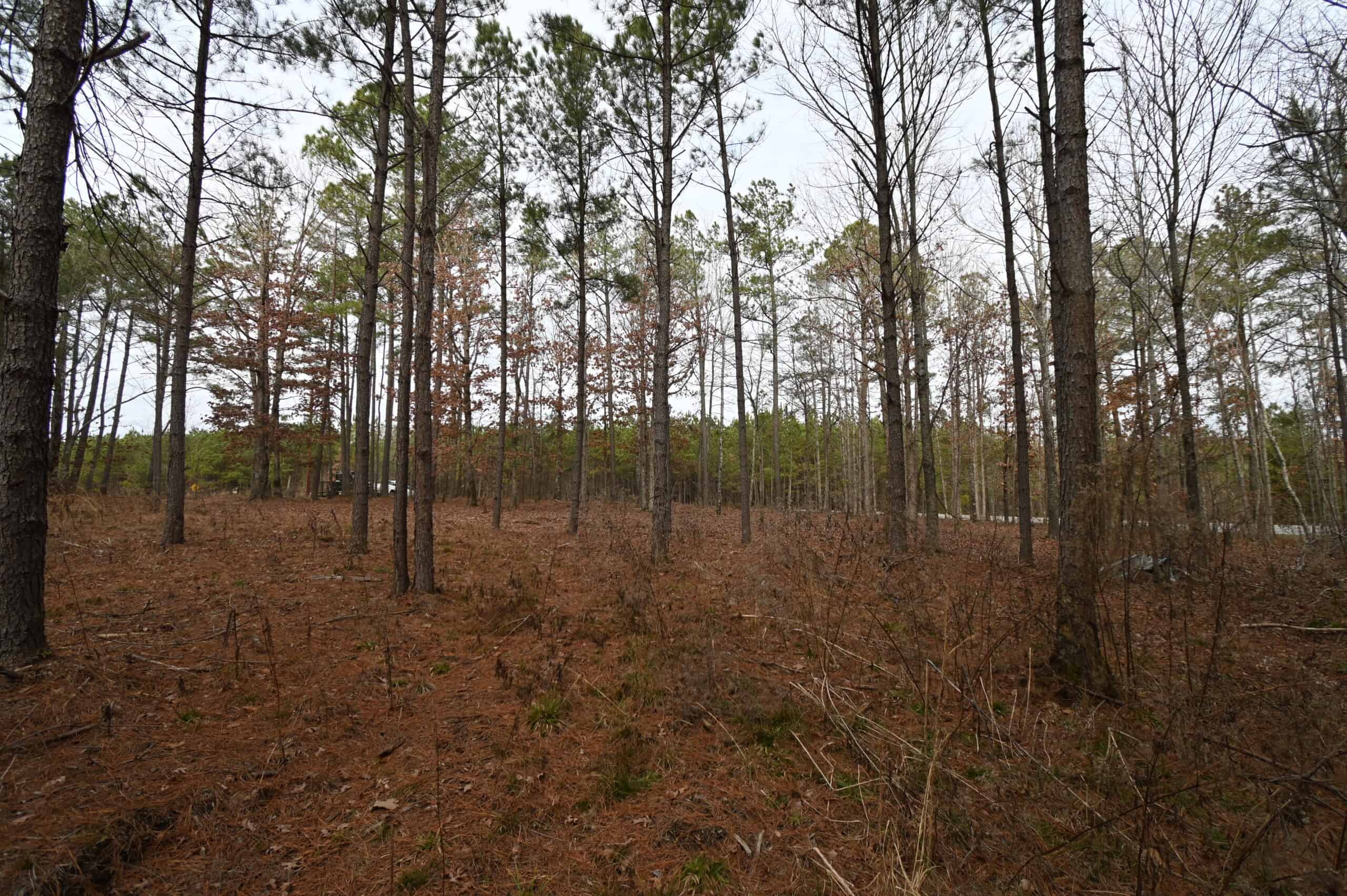 20 Wooded Acres For Sale in Lewis County, Tennessee