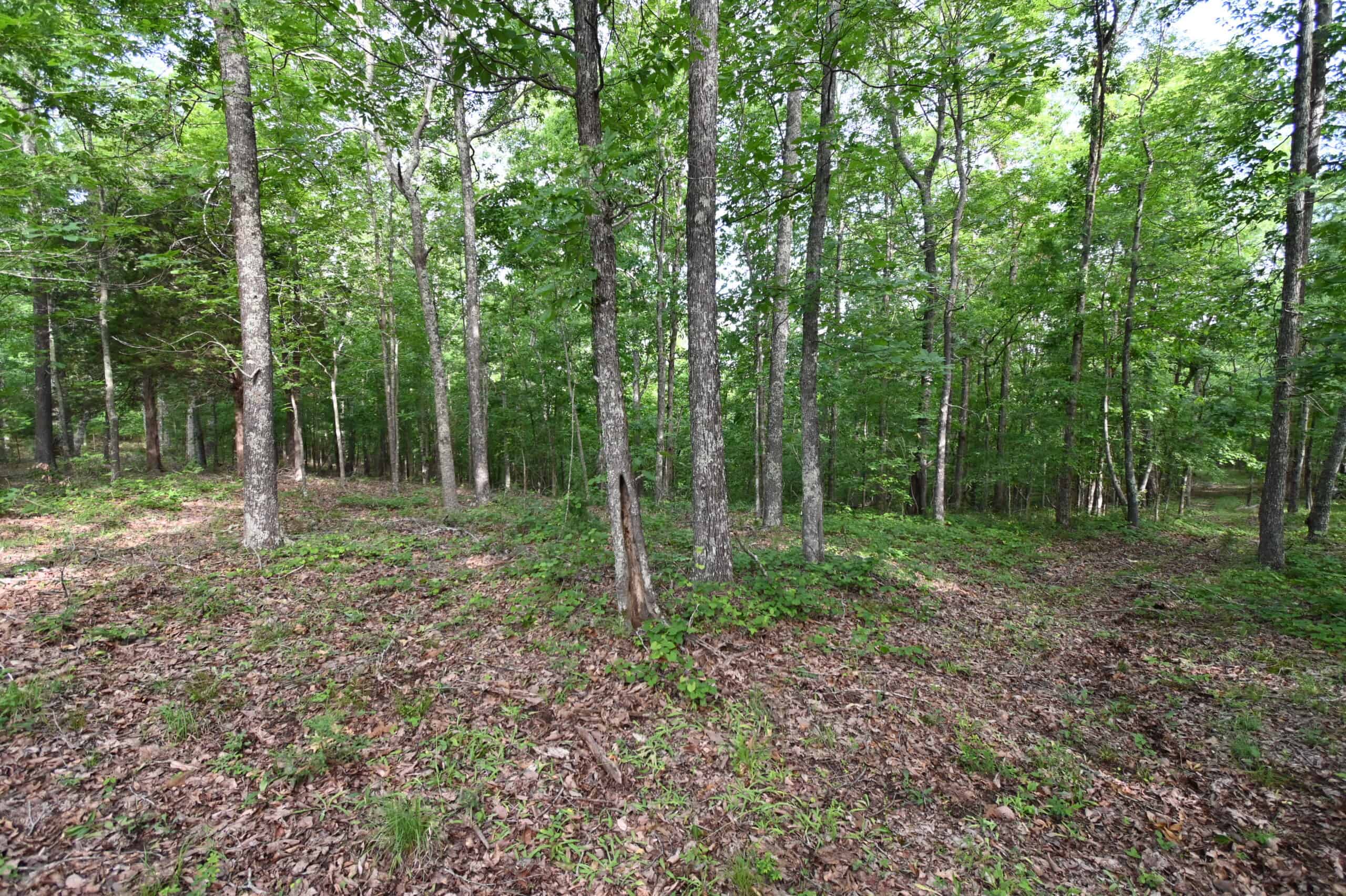 Tennessee Woods Land For Sale! 59.28 ac only minutes to TN River!