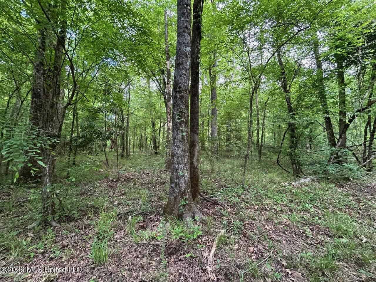 56 Acres in St. Helena Parish with Black Creek