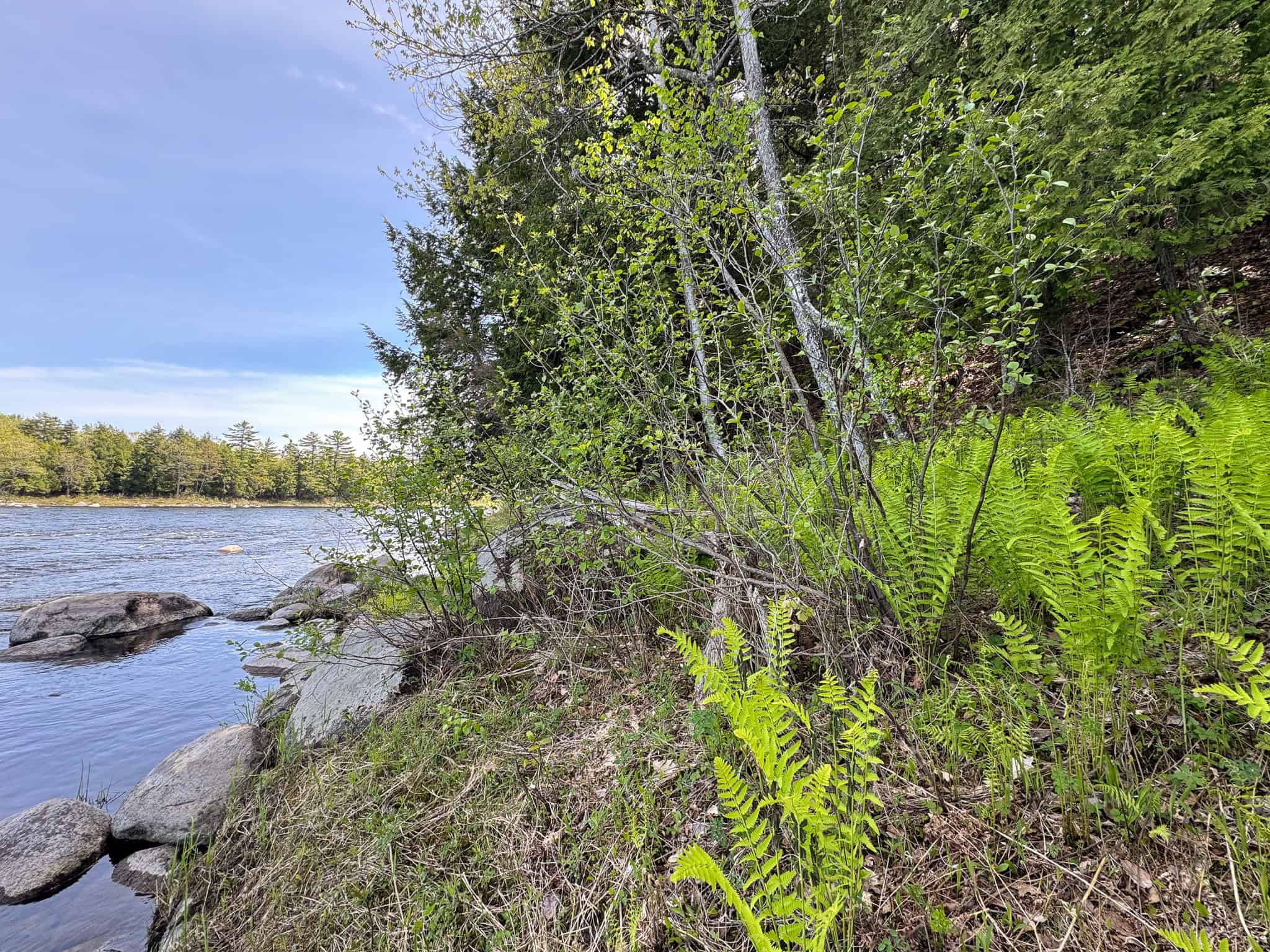 Maine River Property – 40.18 Acres – Woodville