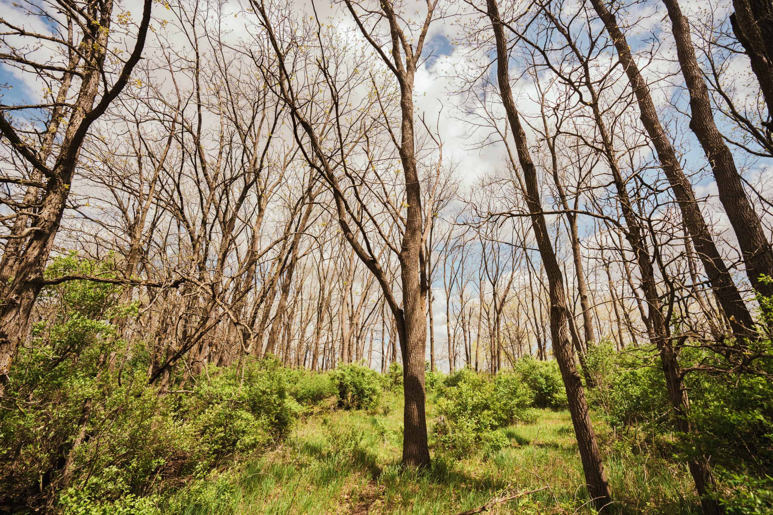 74 Acres in Dane County Town of York Rec, Hunting and Build Site for Sale
