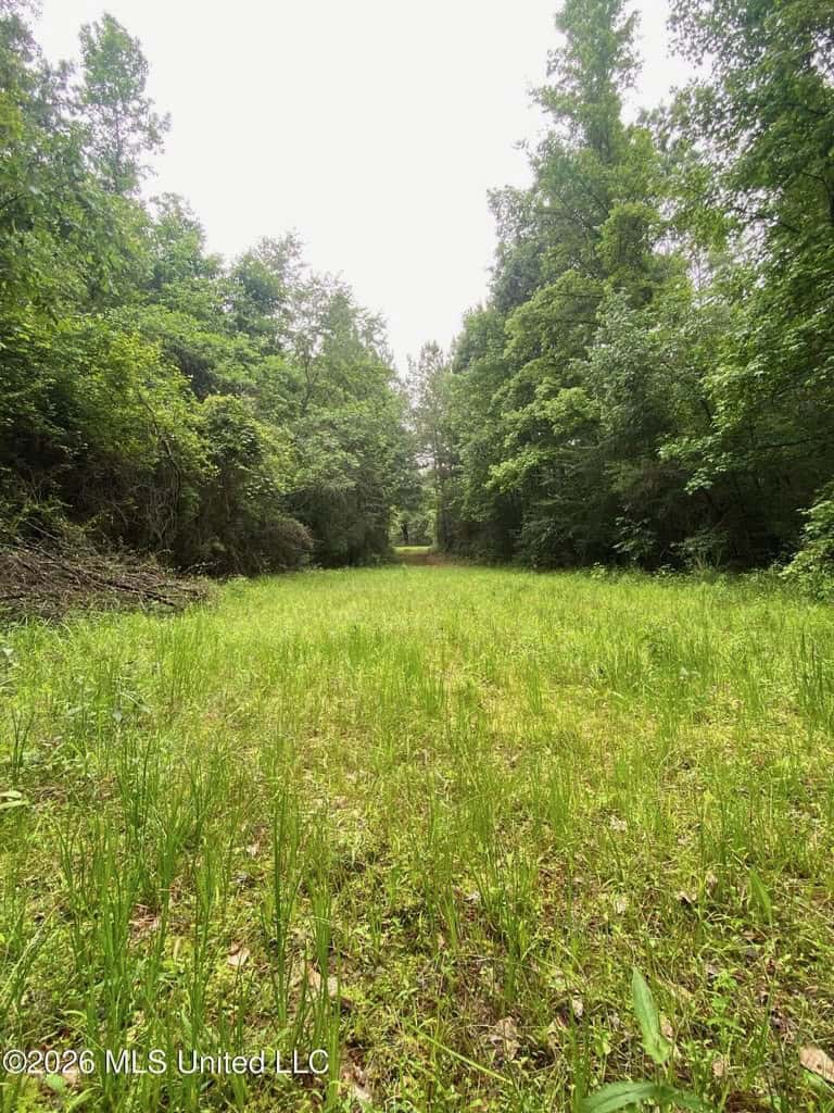 Hunting and Recreational Land for Sale in Amite County, Miss