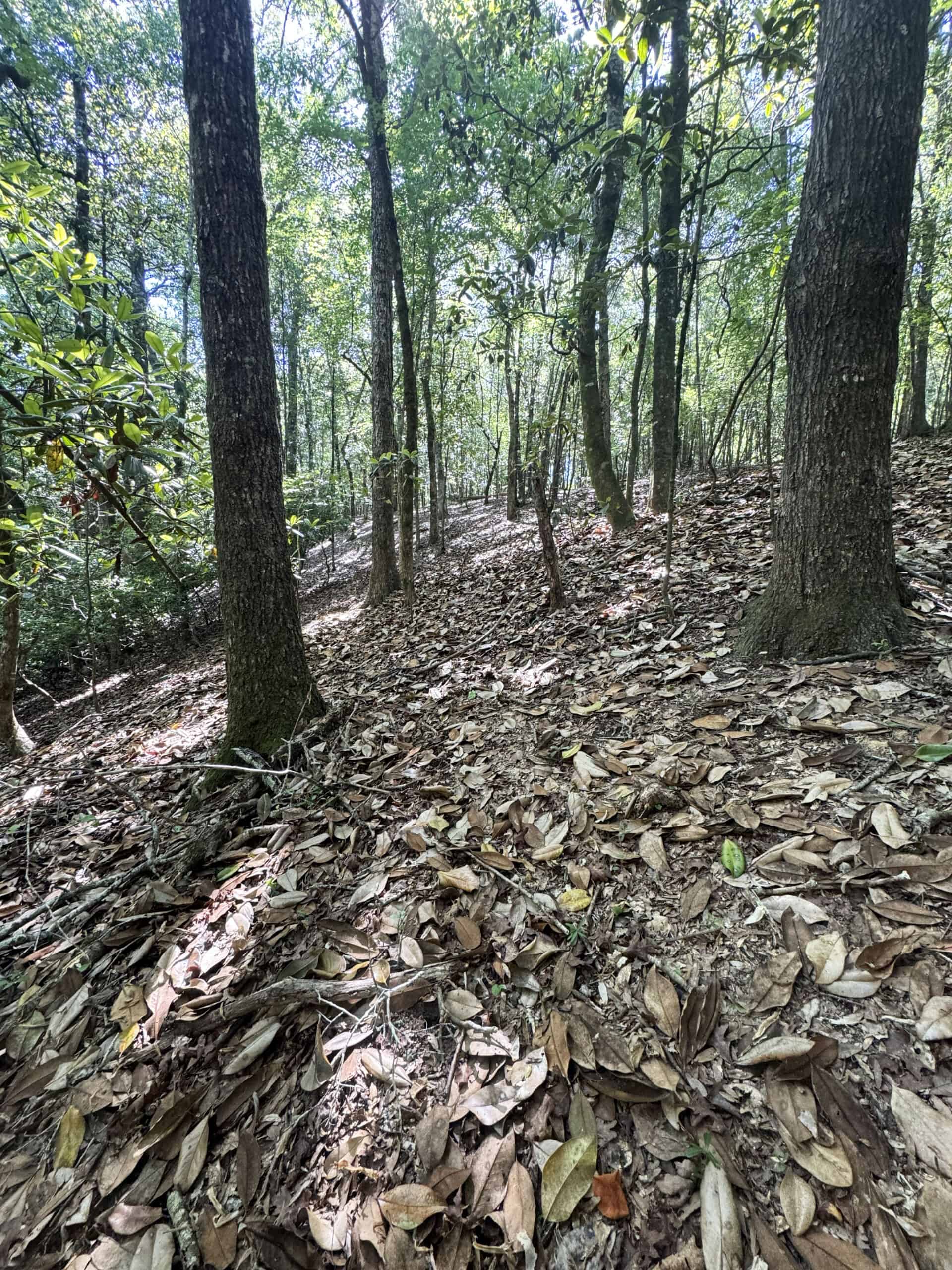 Exceptional 110 ac Hunting & Recreational Property in Shellman, GA