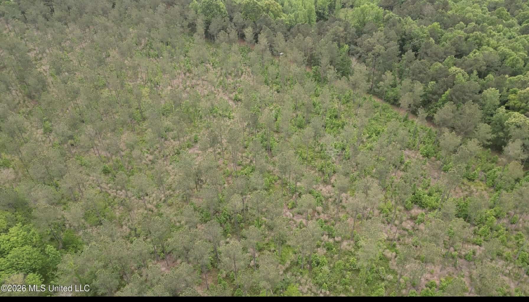 160 Acre in Bienville Parish Near Arcadia, Louisiana