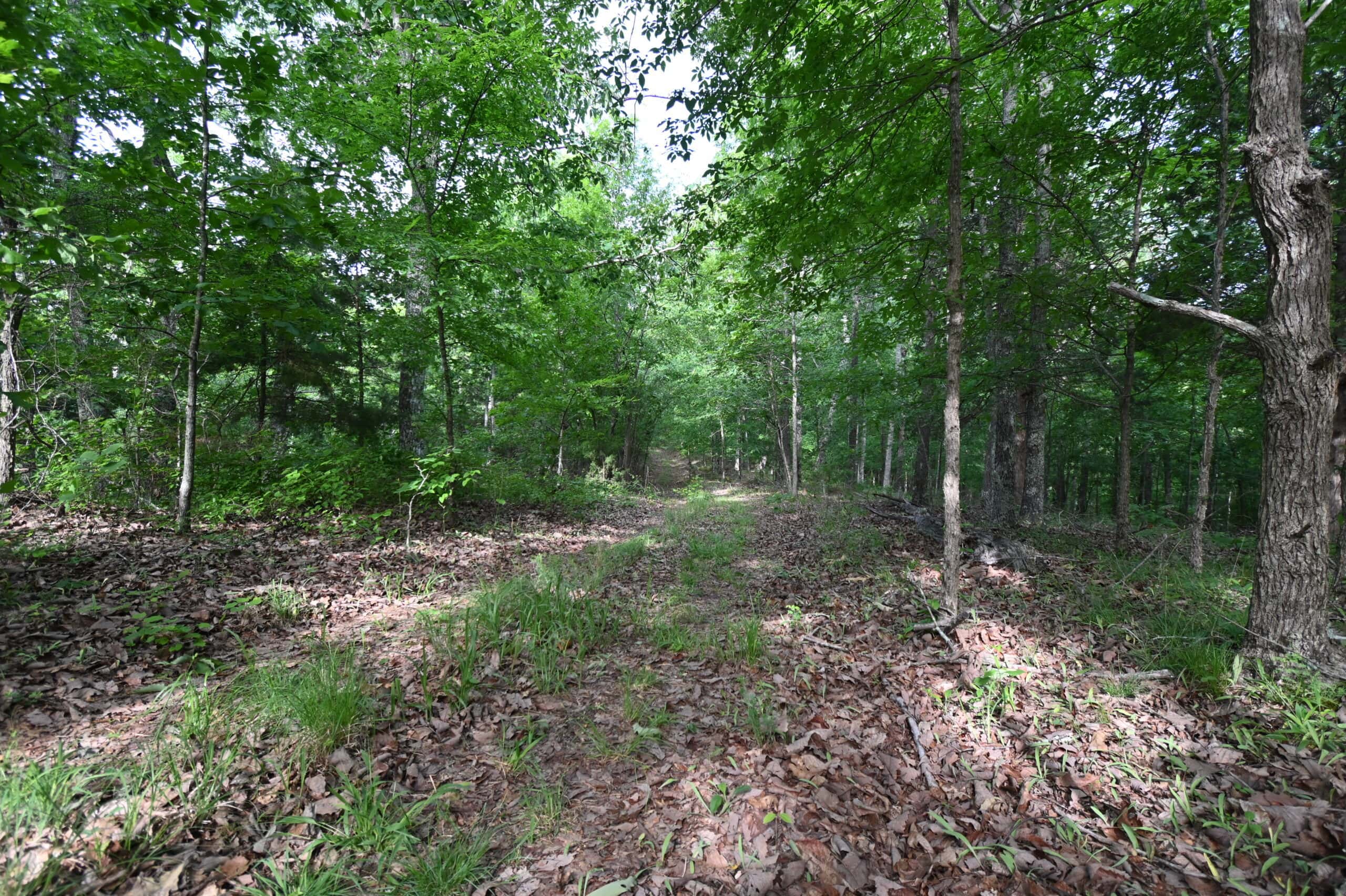 Tennessee Woods Land For Sale! 59.28 ac only minutes to TN River!