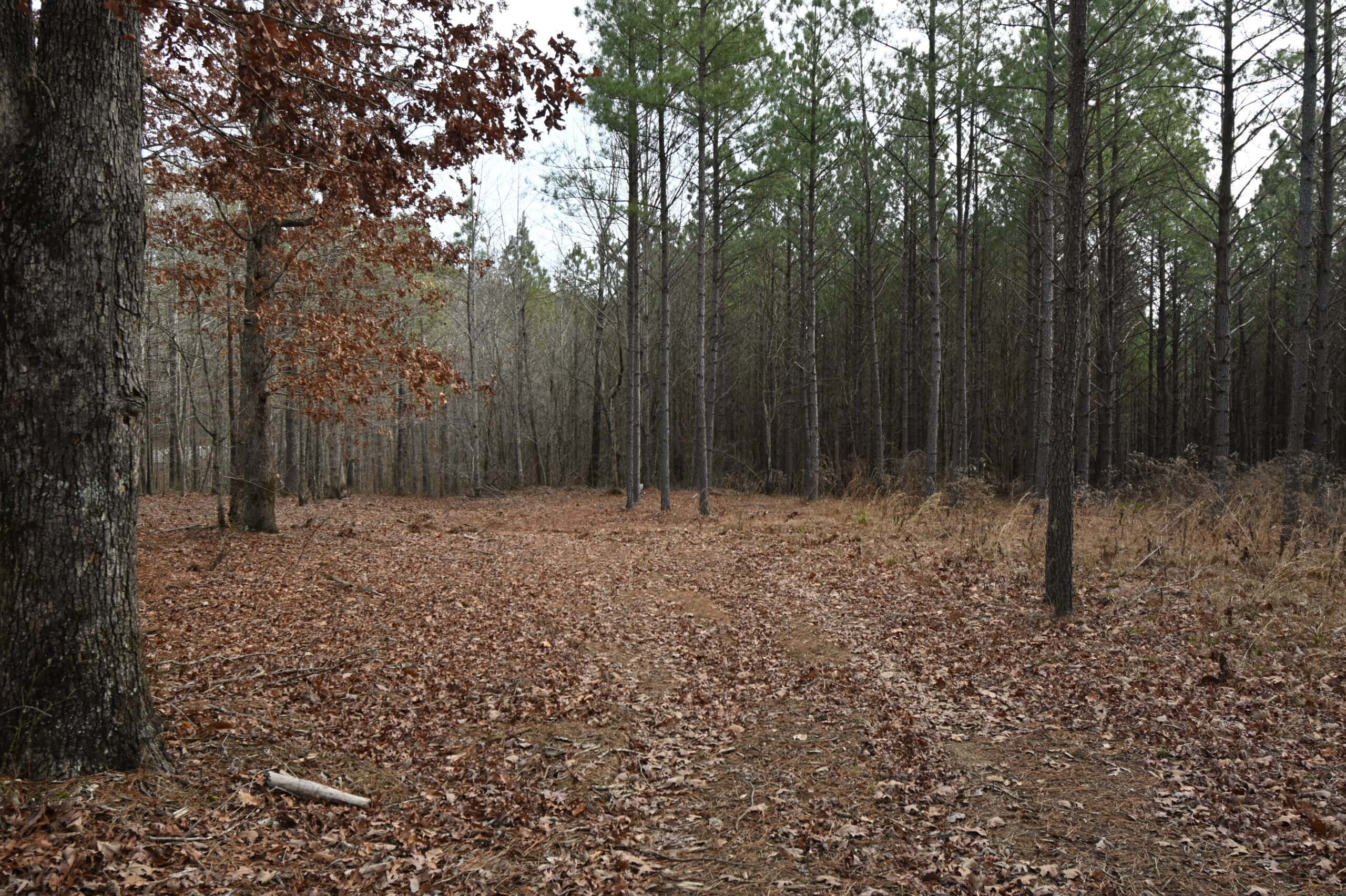 20 Wooded Acres For Sale in Lewis County, Tennessee