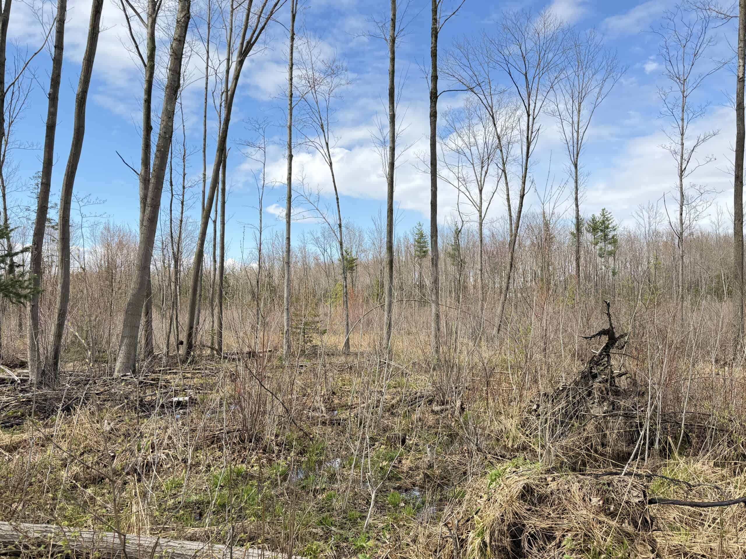 120 acres located in the Town of Dewey, Portage County, WI