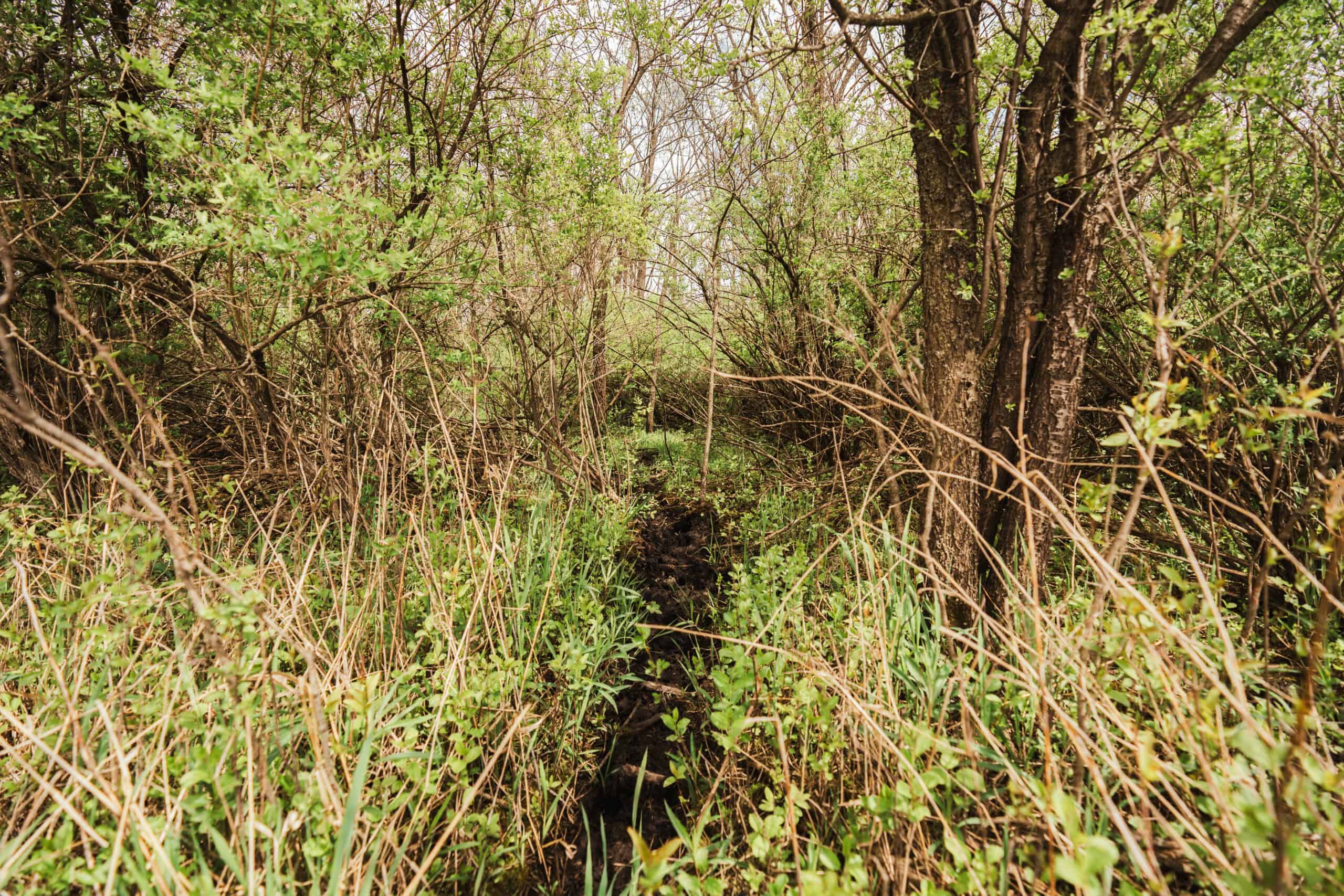 74 Acres in Dane County Town of York Rec, Hunting and Build Site for Sale