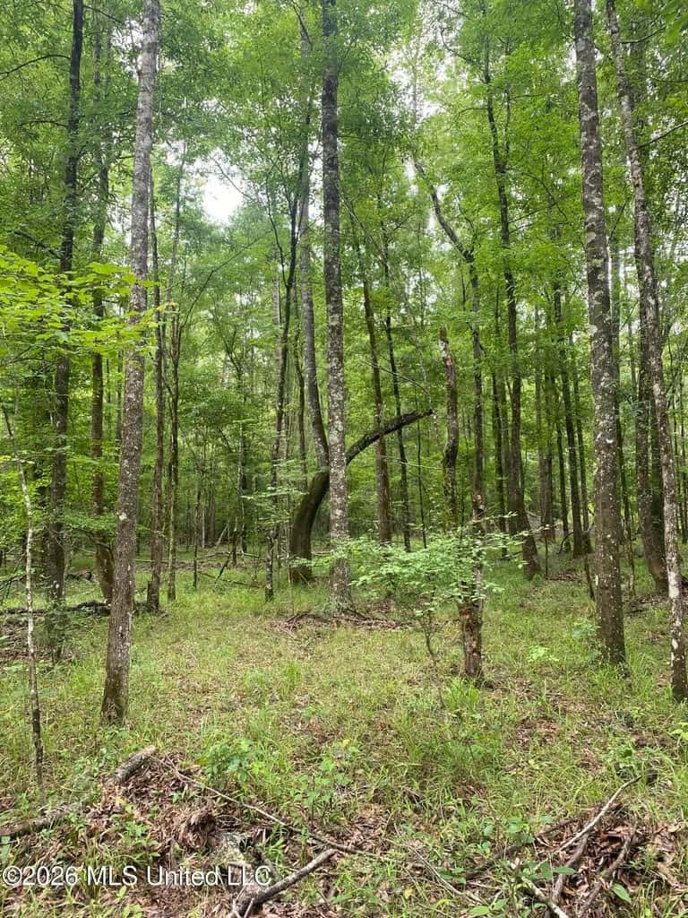 Hunting and Recreational Land for Sale in Amite County, Miss