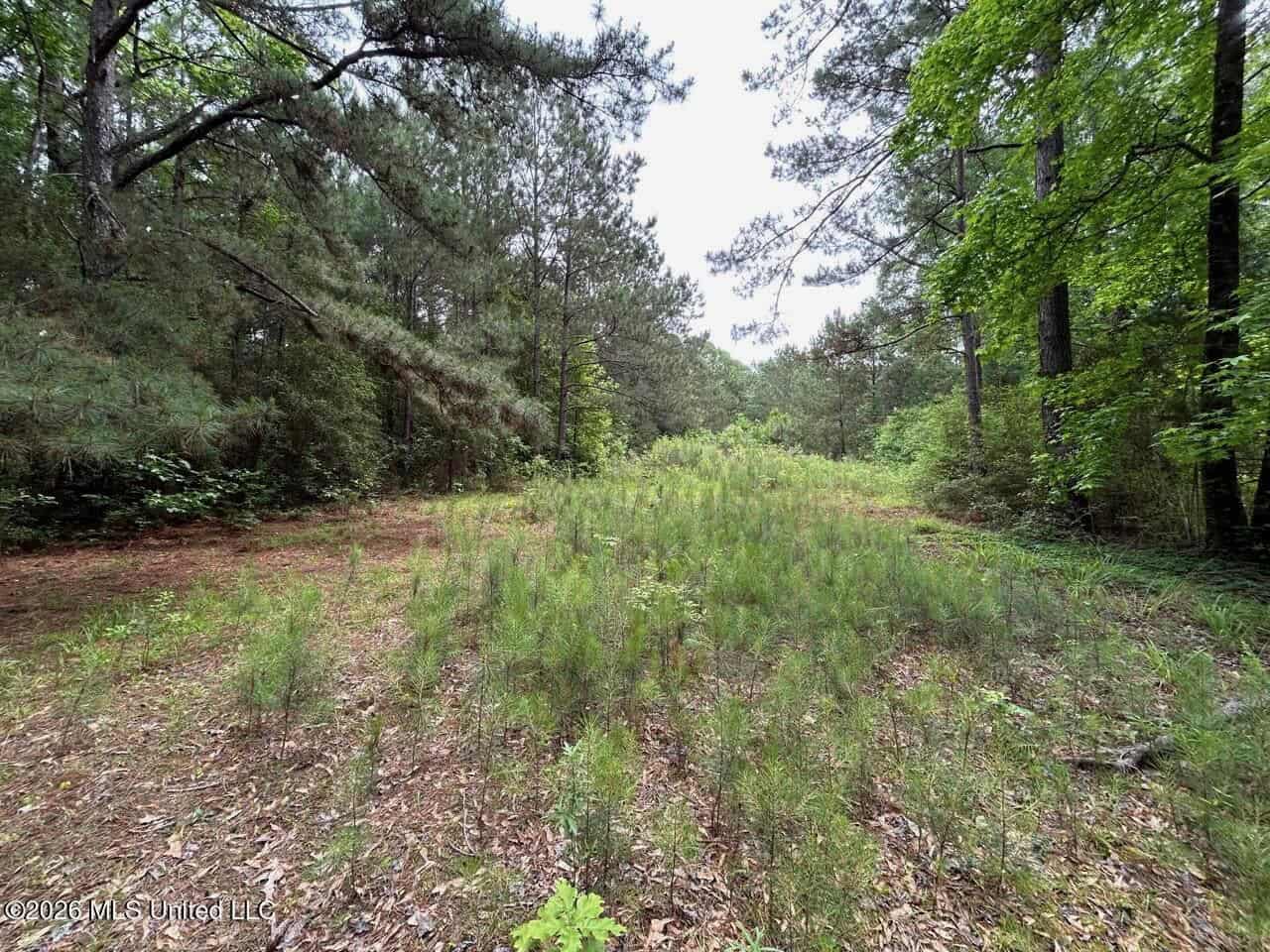 15 Acres with Pond & Homesite in Liberty, MS
