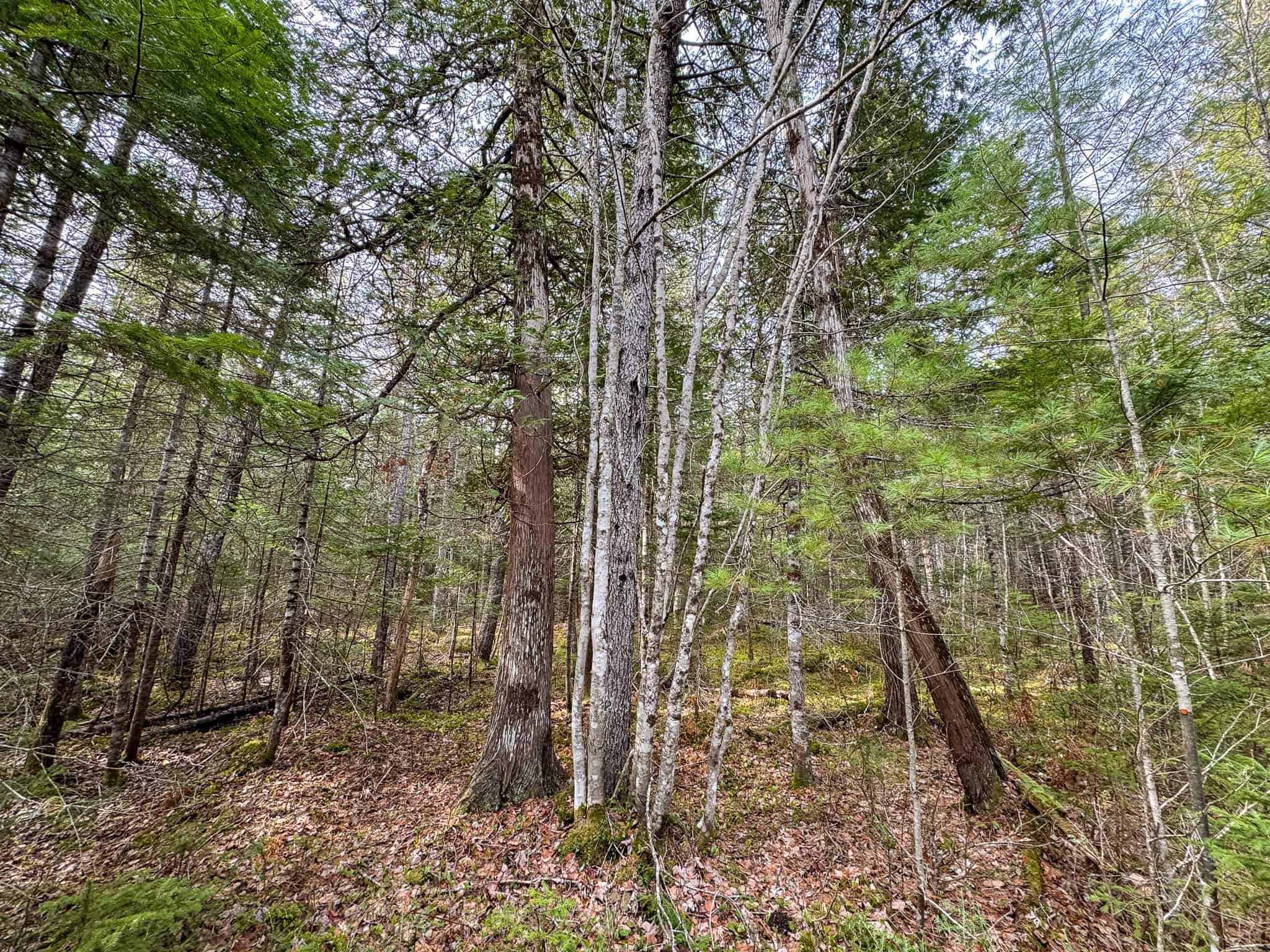 Quiet Country Home with 10± Acres – Chester, Maine
