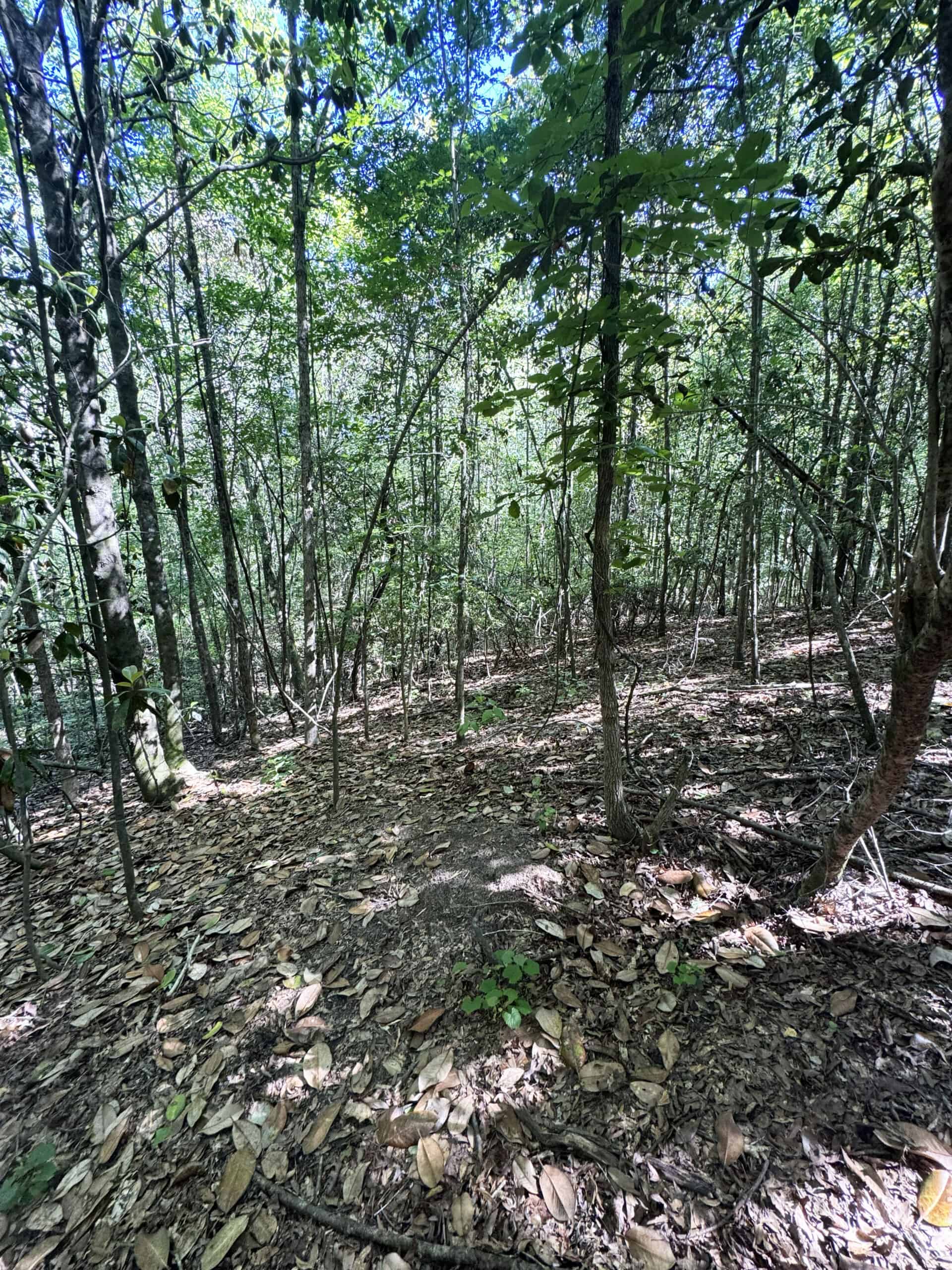 Exceptional 110 ac Hunting & Recreational Property in Shellman, GA