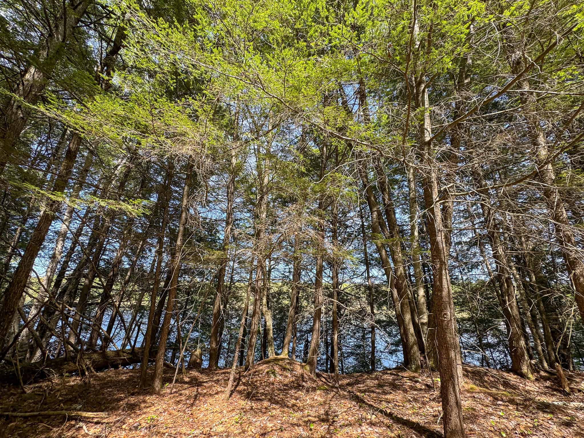 Maine River Property – 40.18 Acres – Woodville
