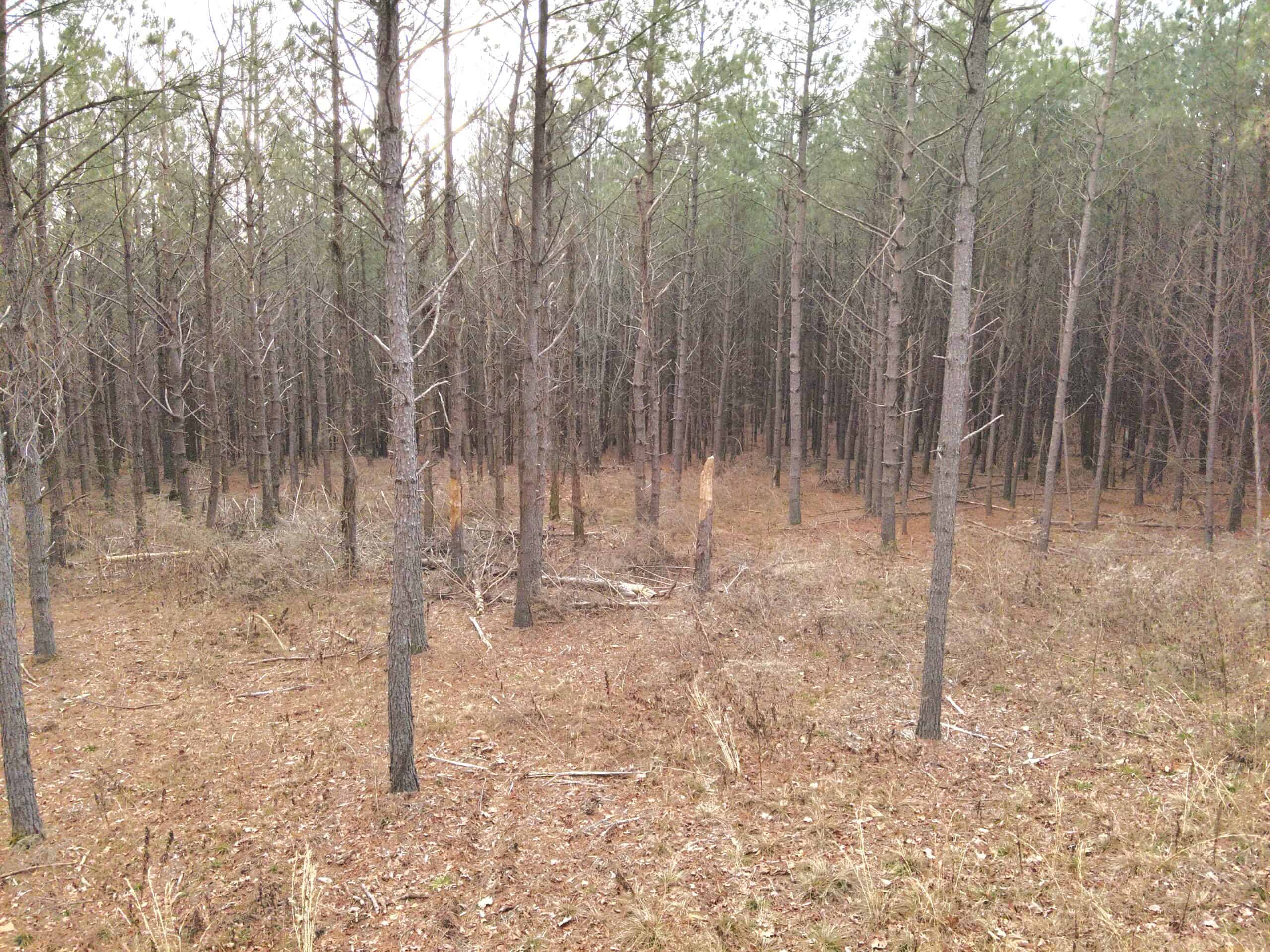 20 Wooded Acres For Sale in Lewis County, Tennessee