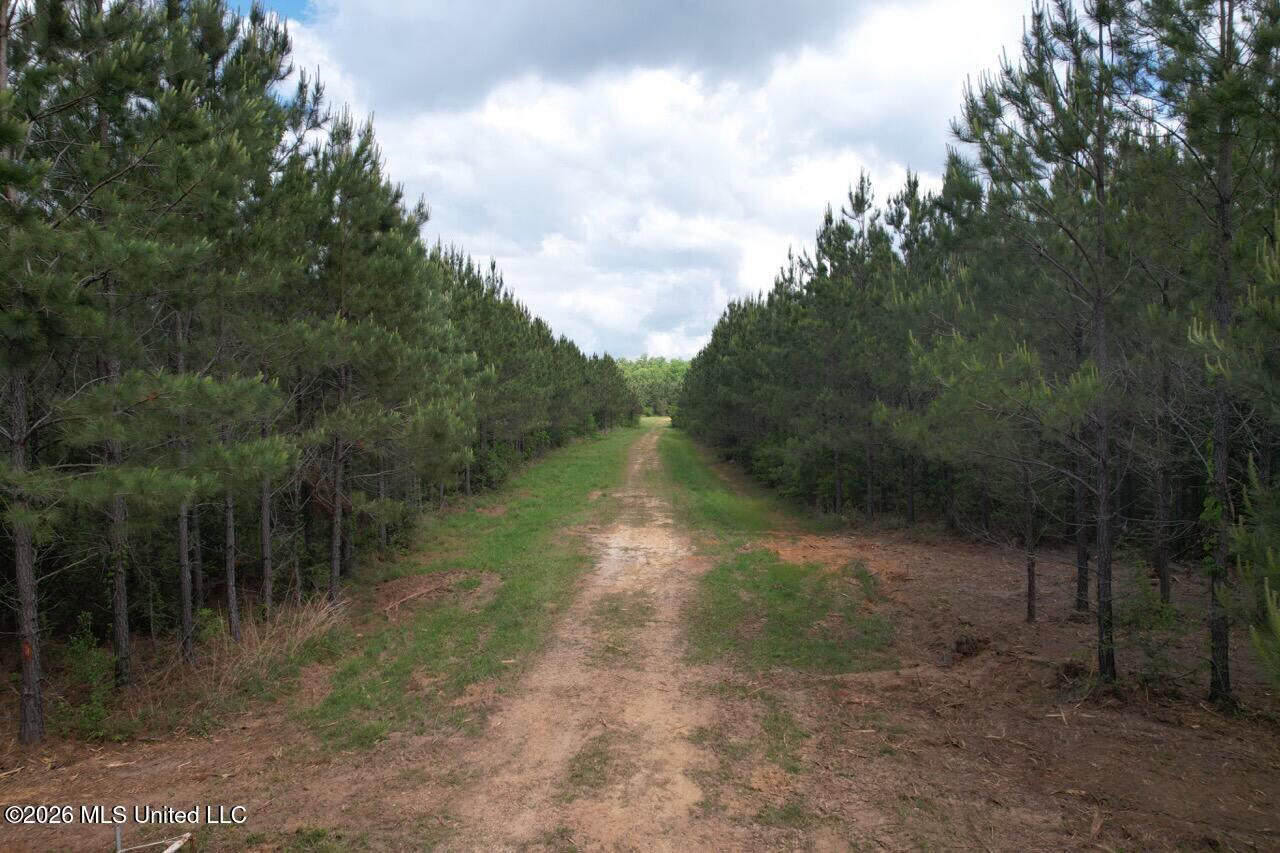 56 Acres in St. Helena Parish with Black Creek
