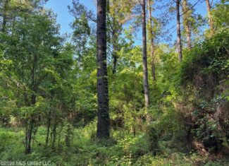 200 acres Franklin County MS Hunting Land Timber Investment