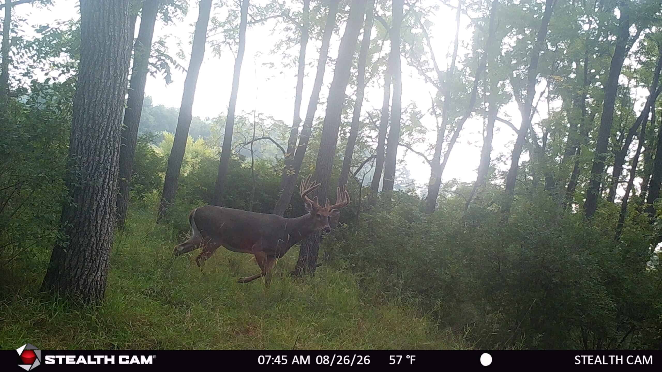 74 Acres in Dane County Town of York Rec, Hunting and Build Site for Sale