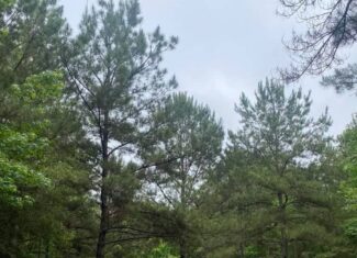 Hunting and Recreational Land for Sale in Amite County, Miss