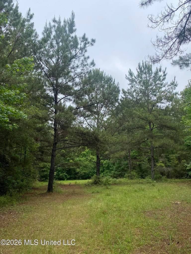 Hunting and Recreational Land for Sale in Amite County, Miss