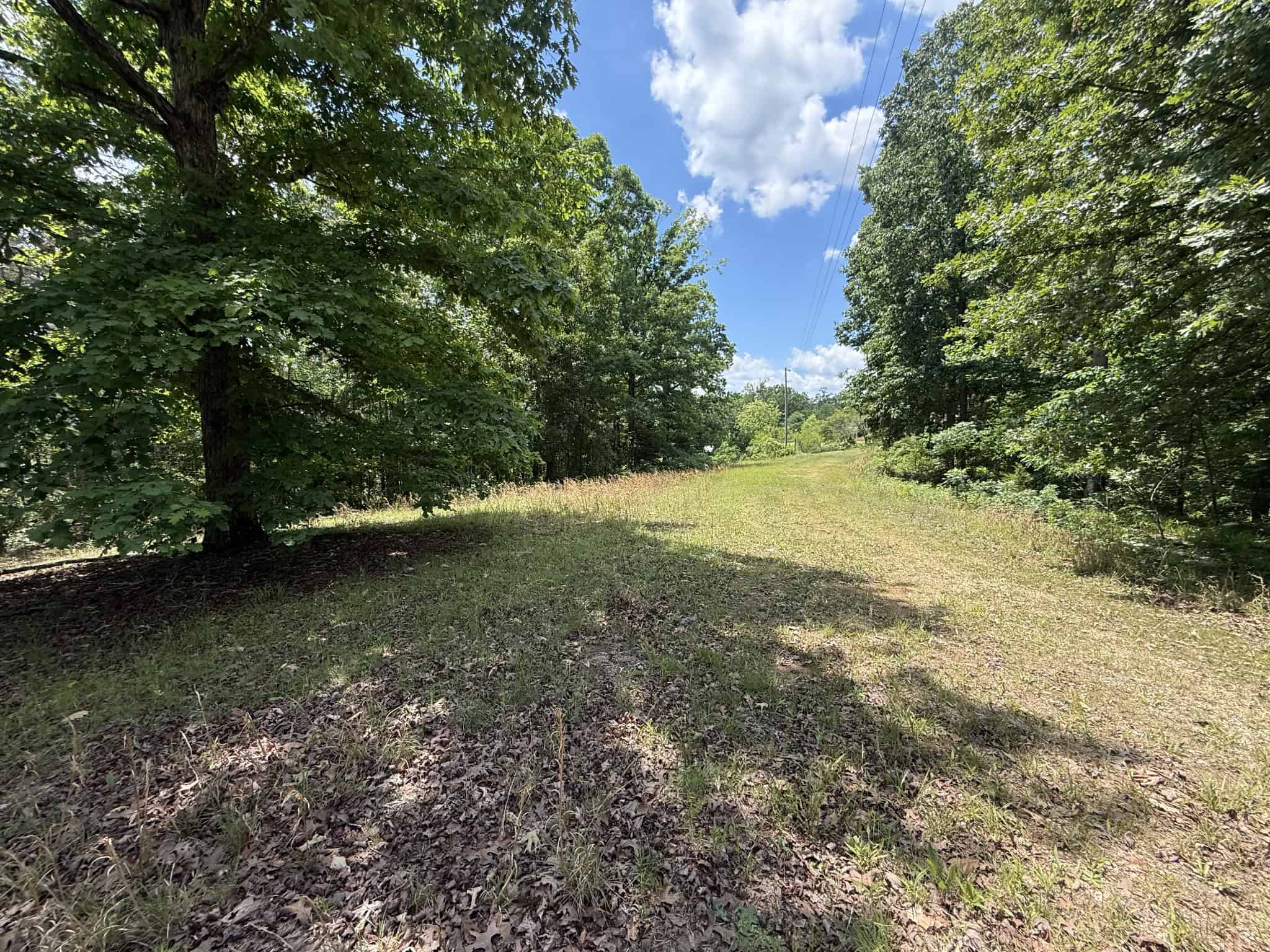 WOODED LAND, ROLLING HILLS NEAR PICKWICK LAKE