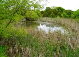 Hunting/Recreational Land For Sale