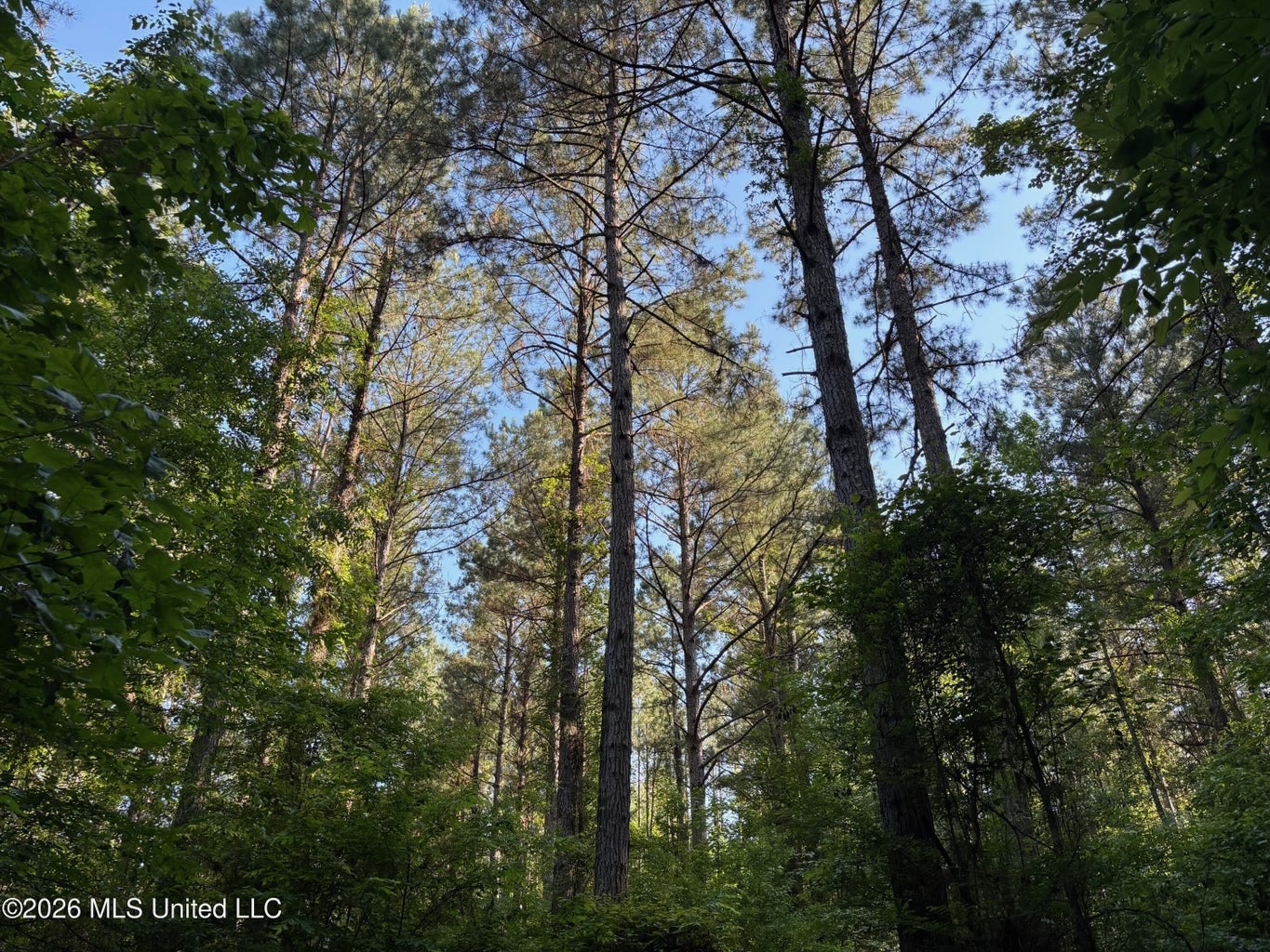 200 acres Franklin County MS Hunting Land Timber Investment
