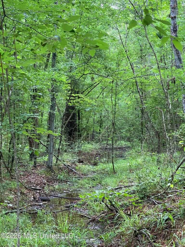 Hunting and Recreational Land for Sale in Amite County, Miss