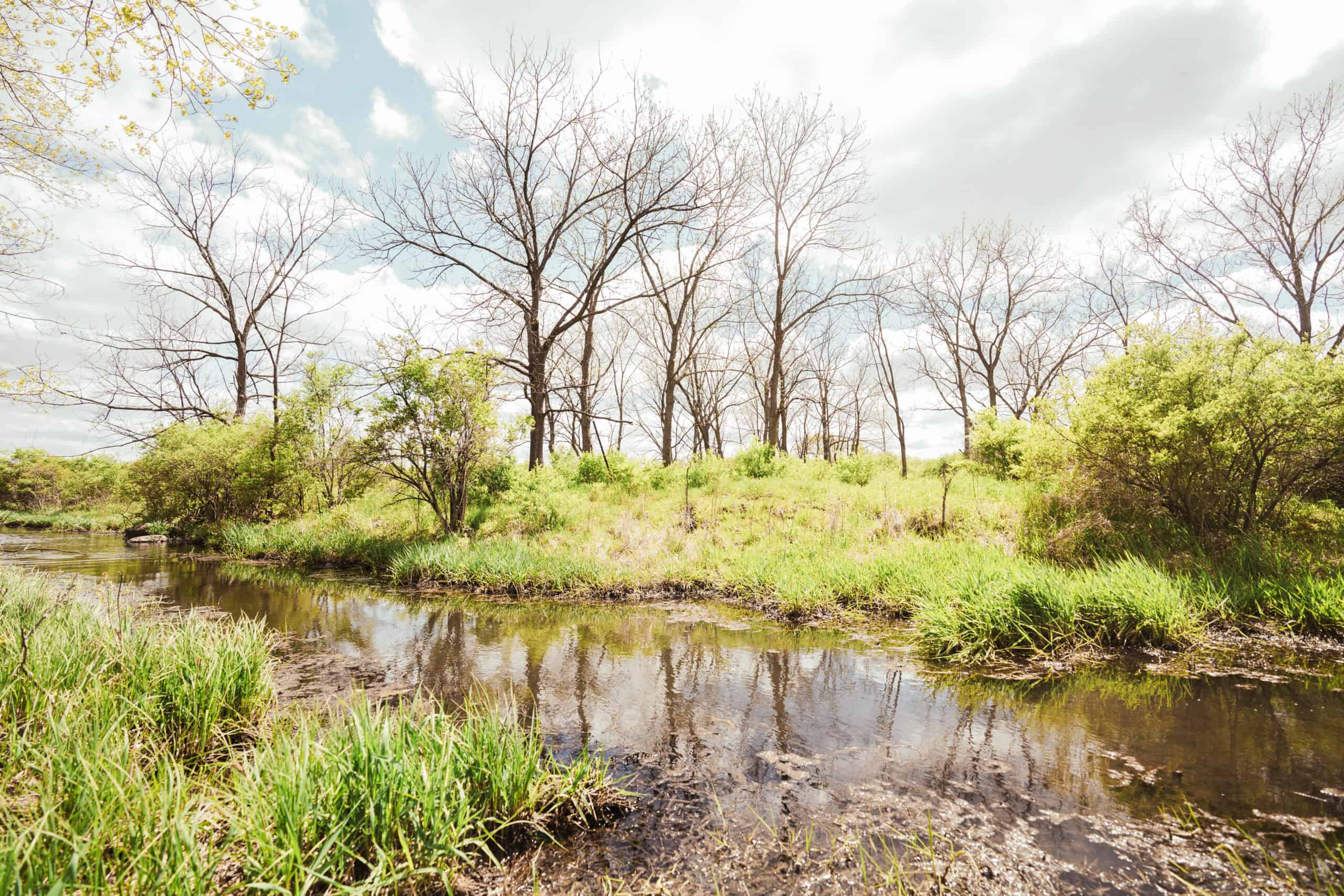 74 Acres in Dane County Town of York Rec, Hunting and Build Site for Sale