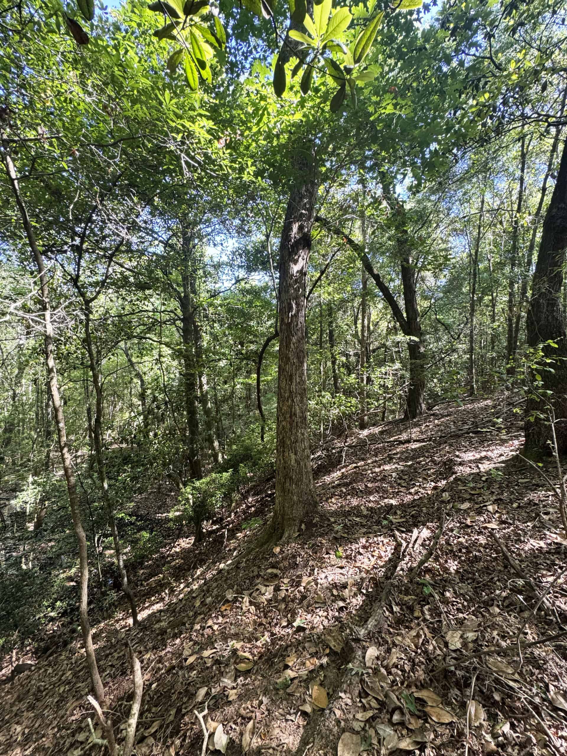 Exceptional 110 ac Hunting & Recreational Property in Shellman, GA
