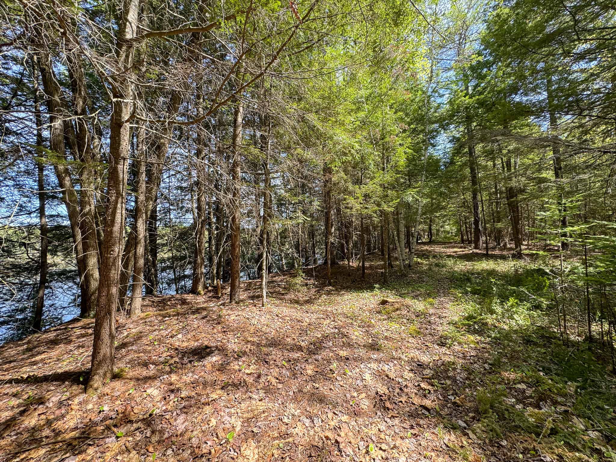 Maine River Property – 40.18 Acres – Woodville