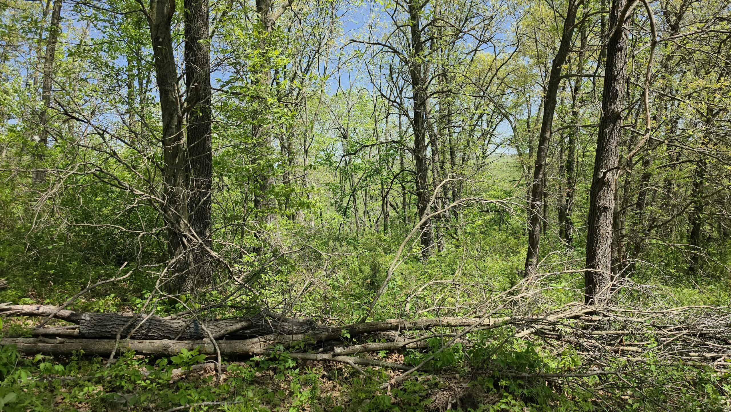 49 Acres + Cabin For Sale in Putnam County, MO