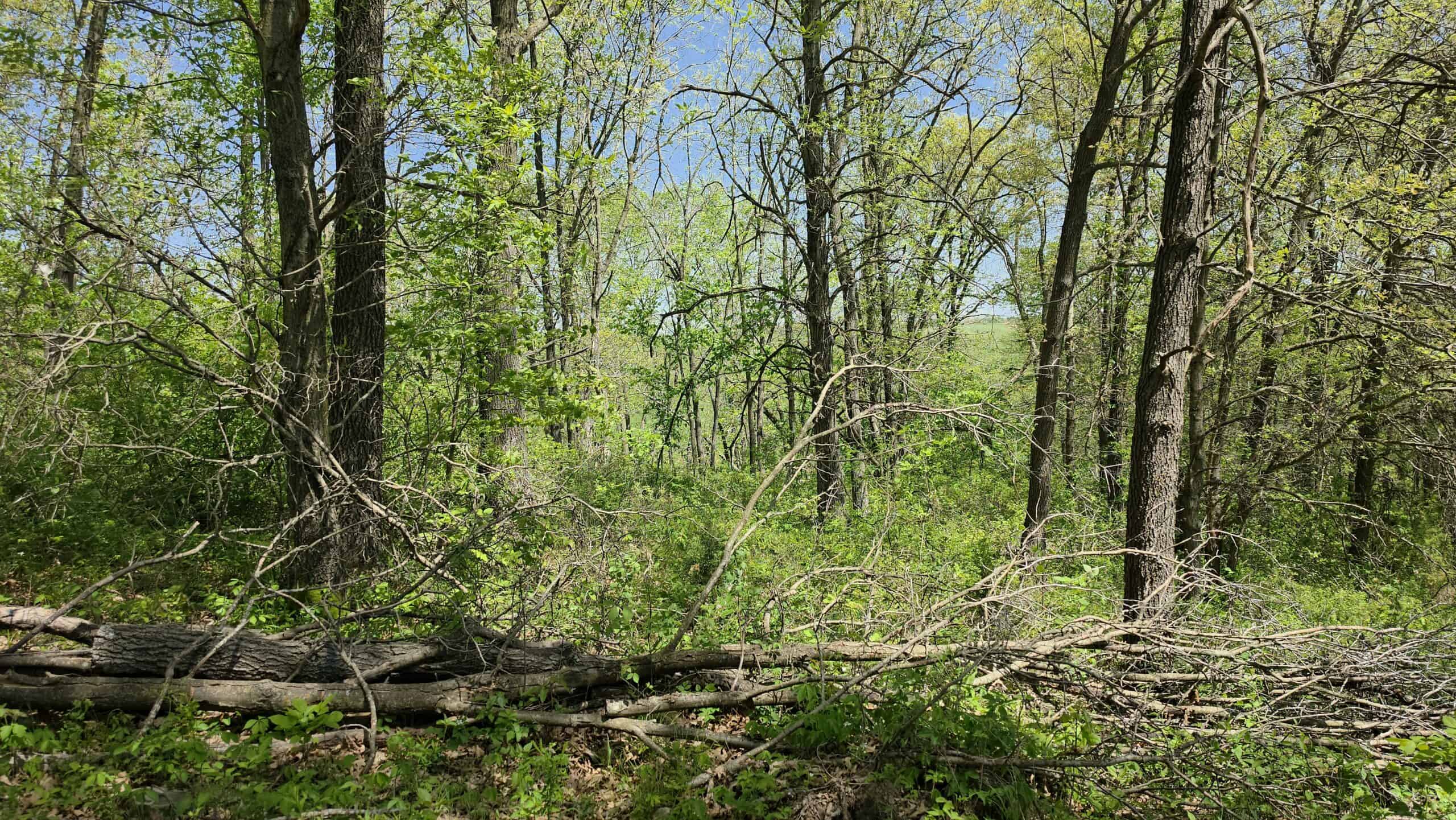 49 Acres + Cabin For Sale in Putnam County, MO