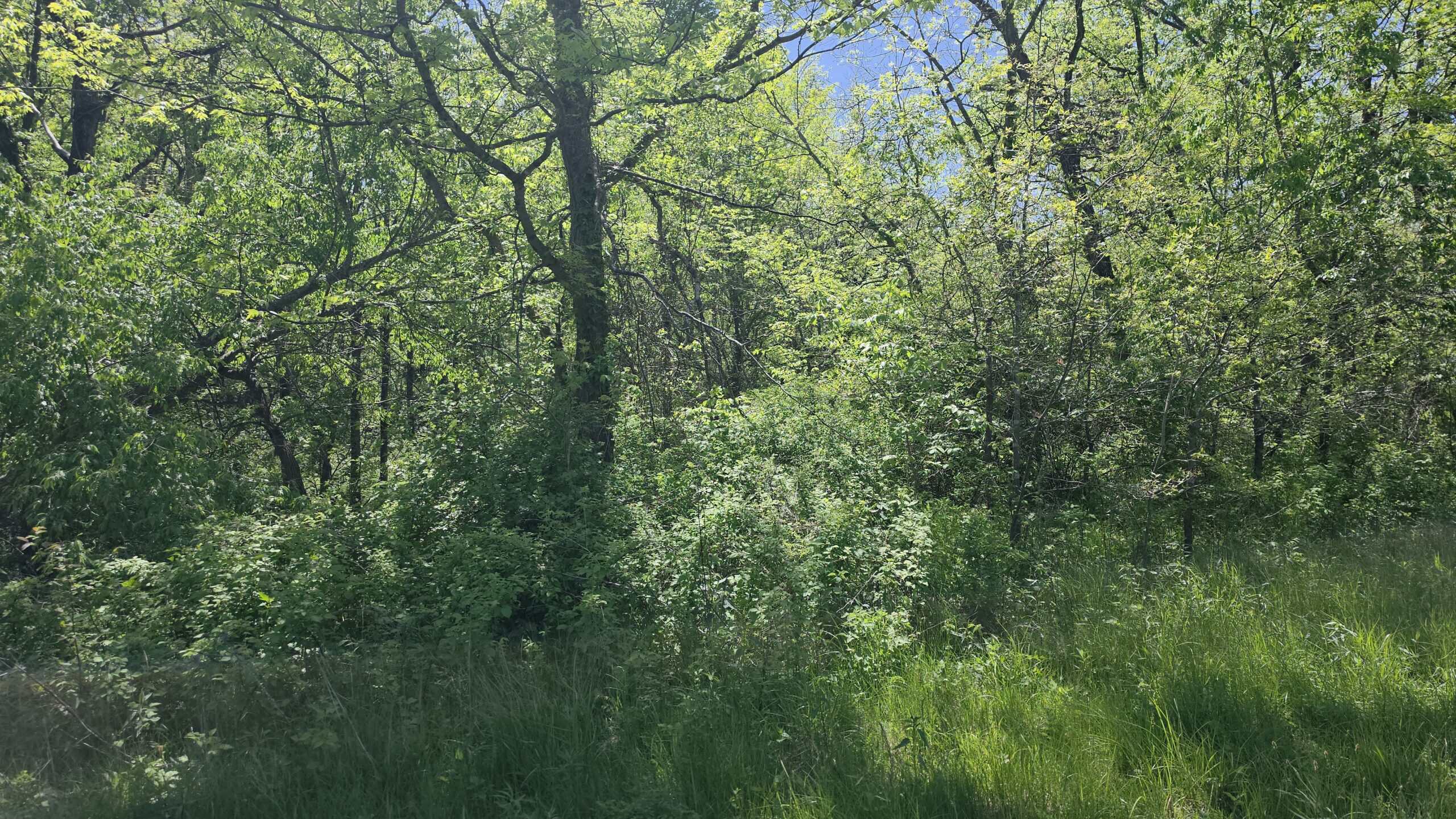 49 Acres + Cabin For Sale in Putnam County, MO