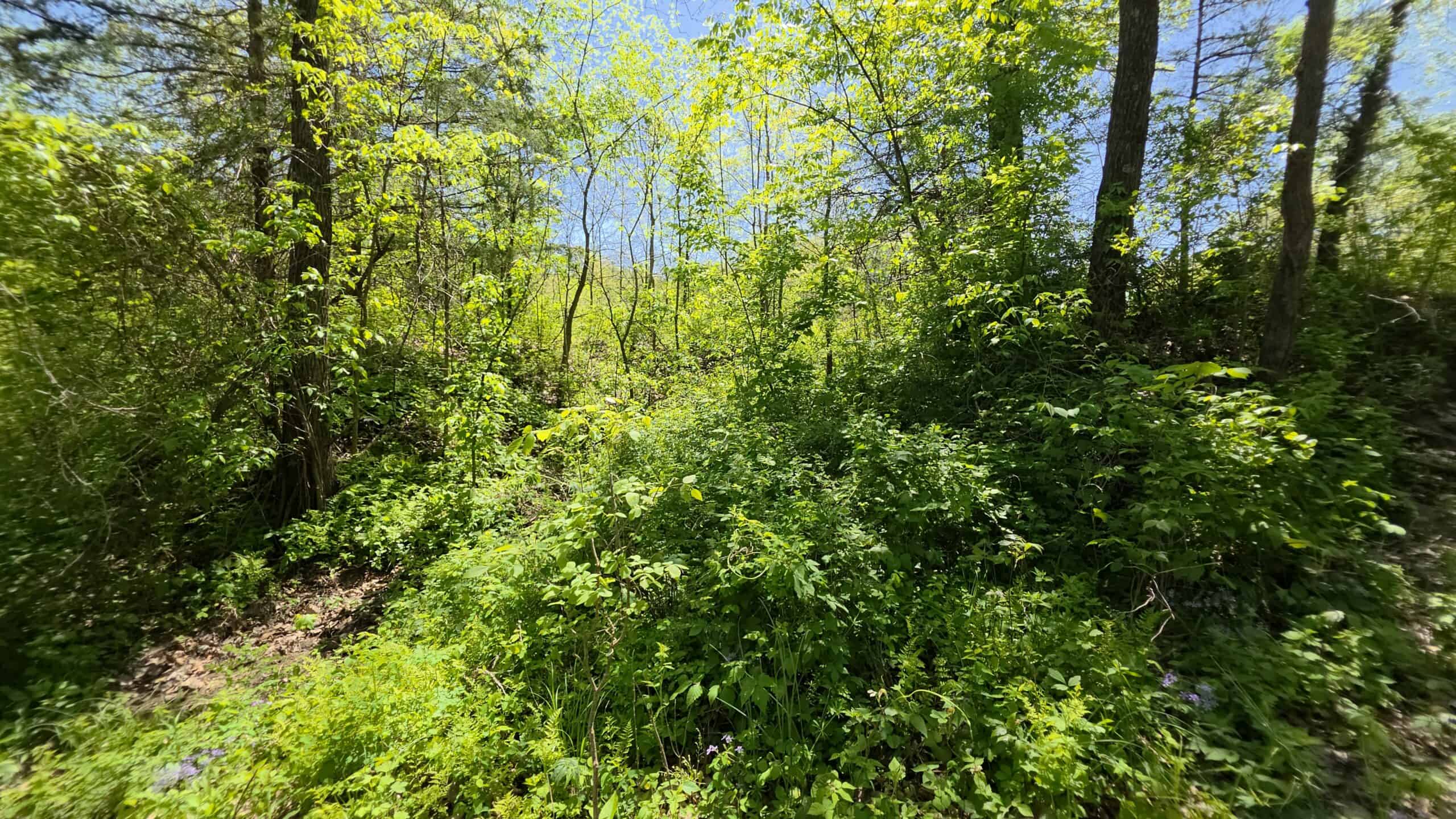 49 Acres + Cabin For Sale in Putnam County, MO