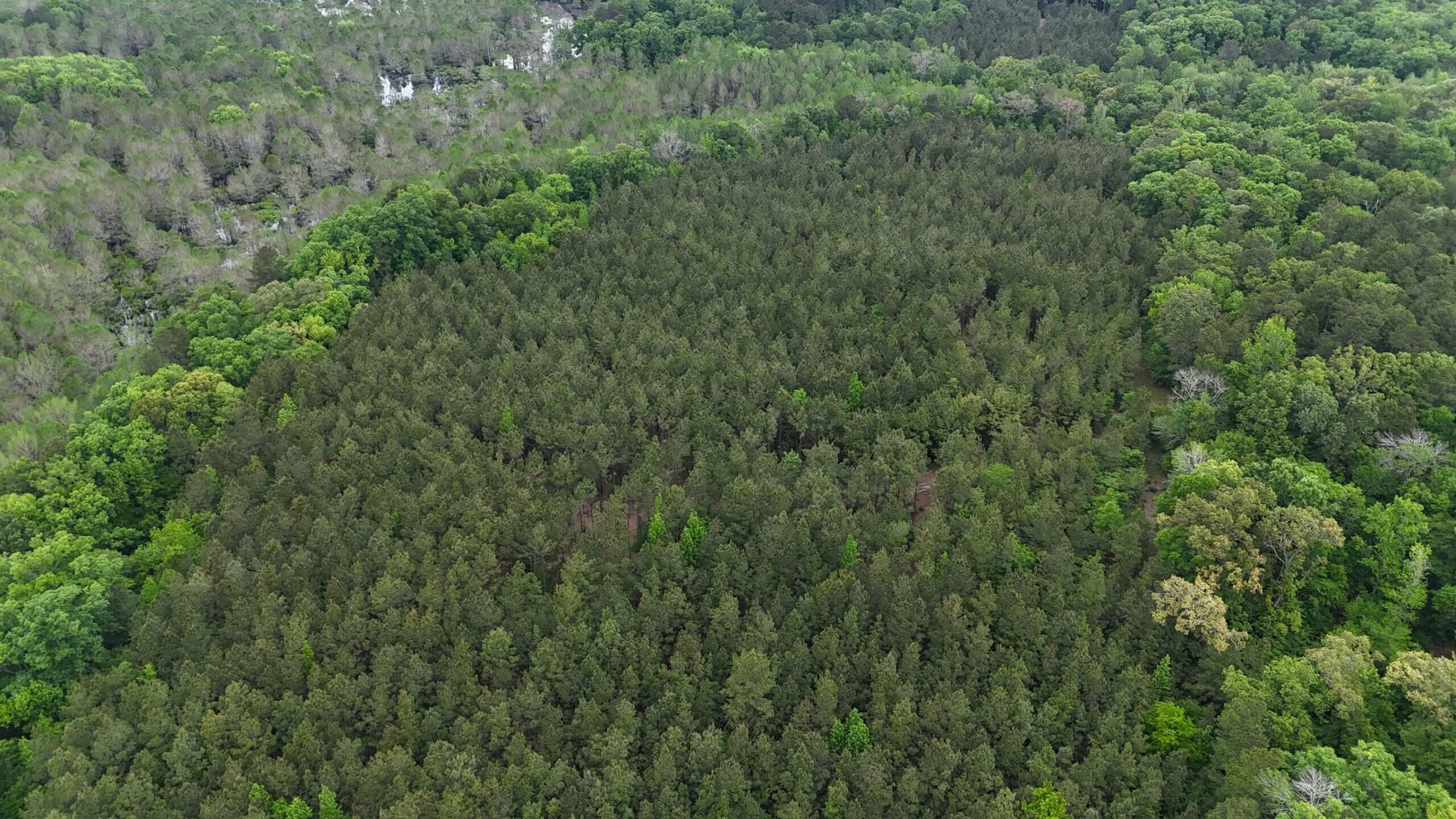 LA Recreation & Timber Property Joining Saline Lake