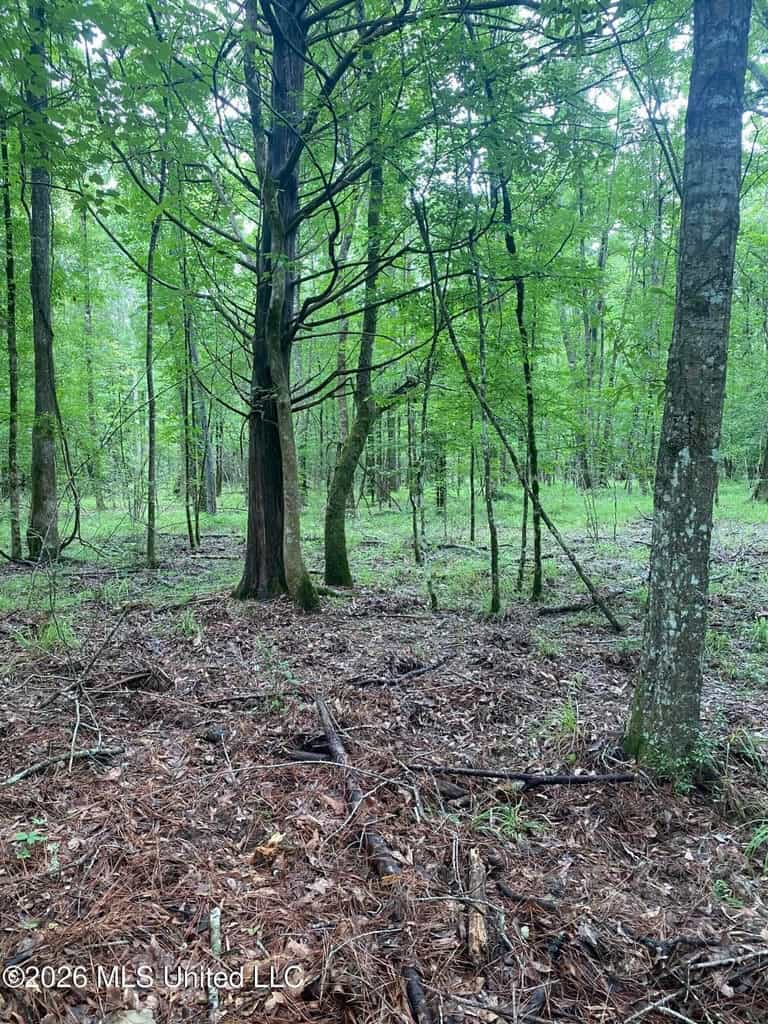 Hunting and Recreational Land for Sale in Amite County, Miss