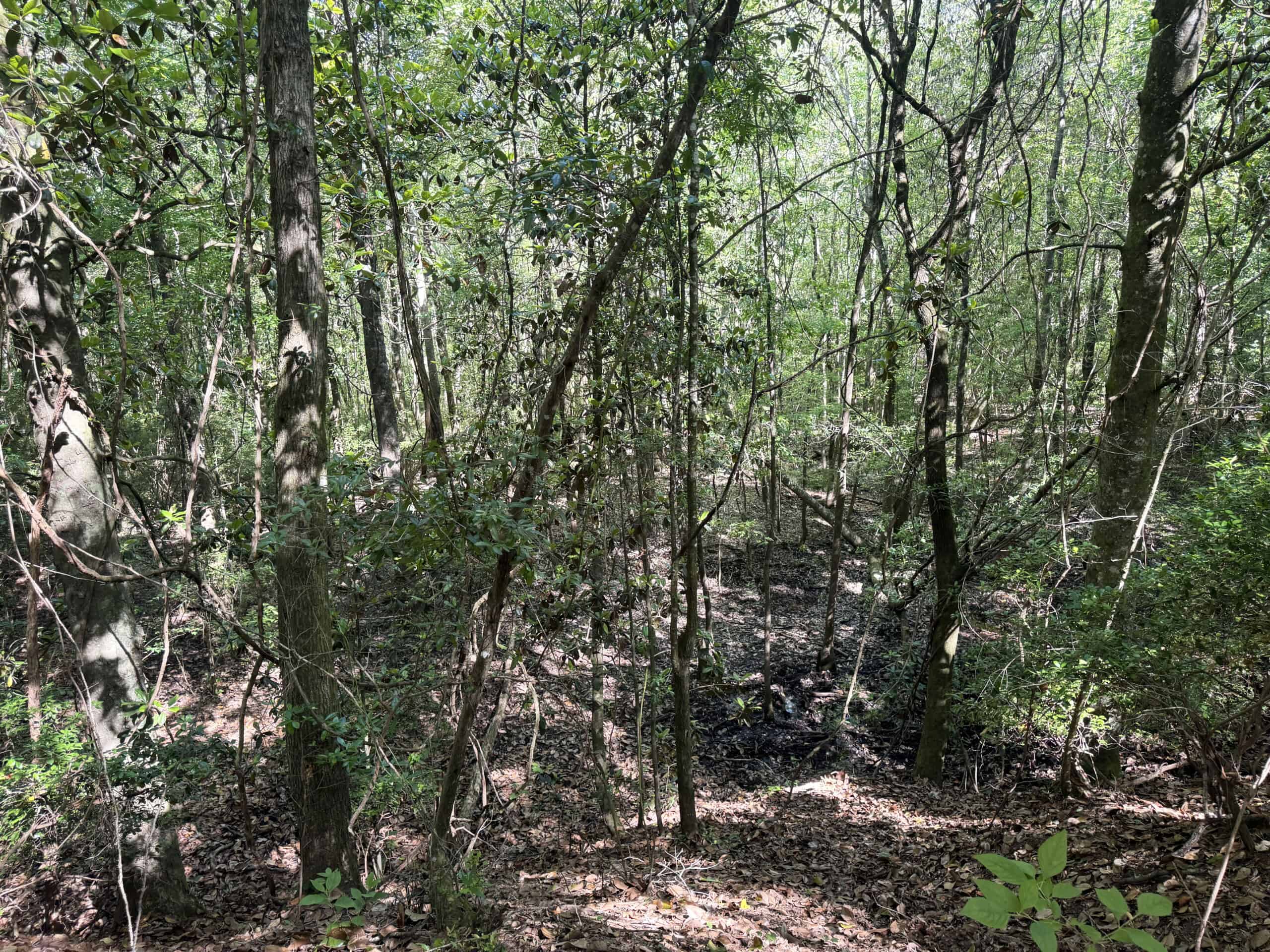 Exceptional 110 ac Hunting & Recreational Property in Shellman, GA