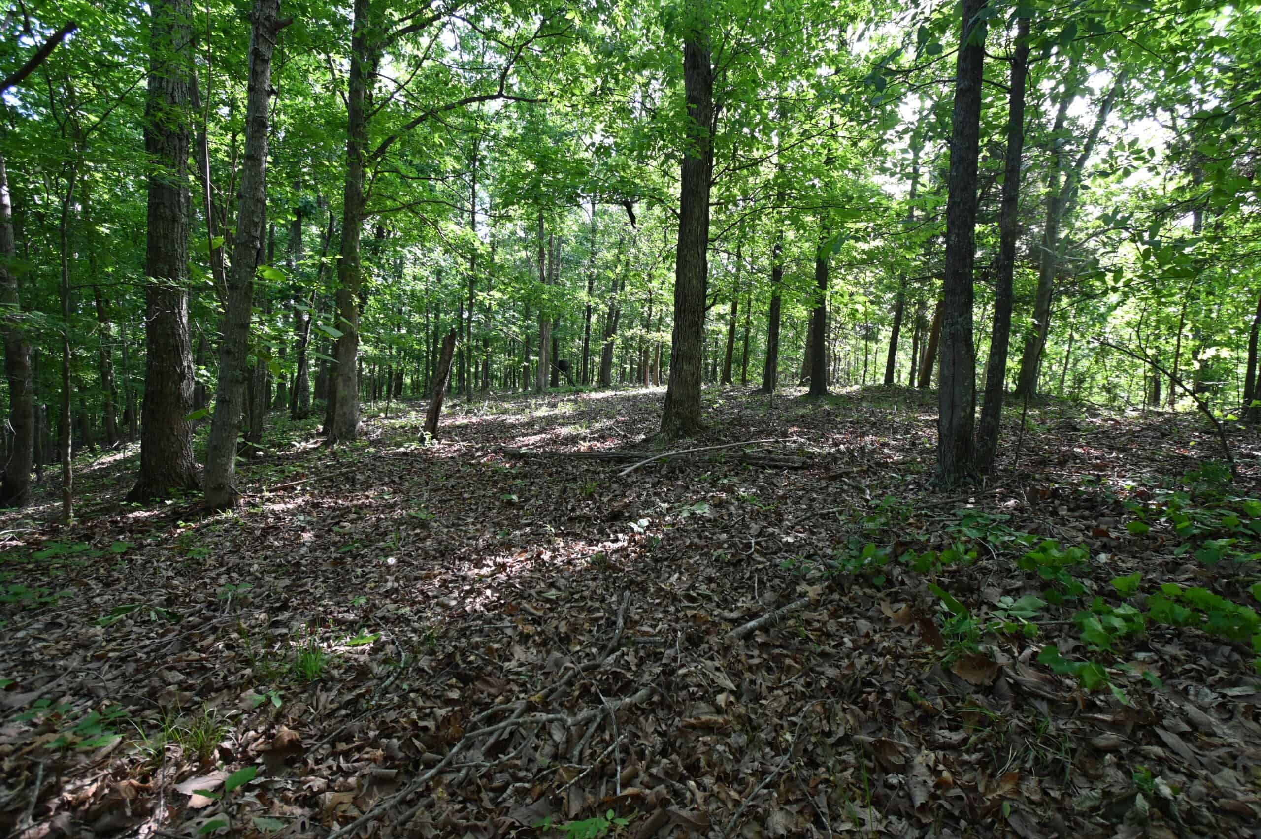 Tennessee Woods Land For Sale! 59.28 ac only minutes to TN River!