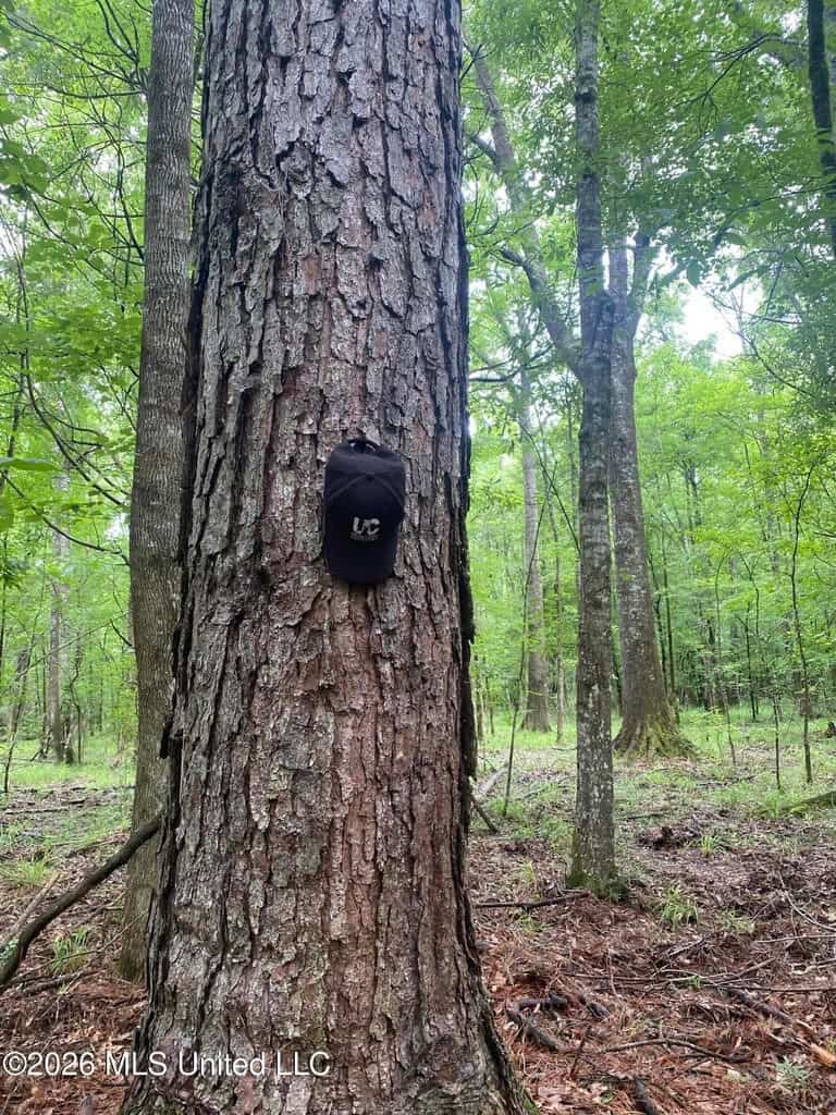 Hunting and Recreational Land for Sale in Amite County, Miss