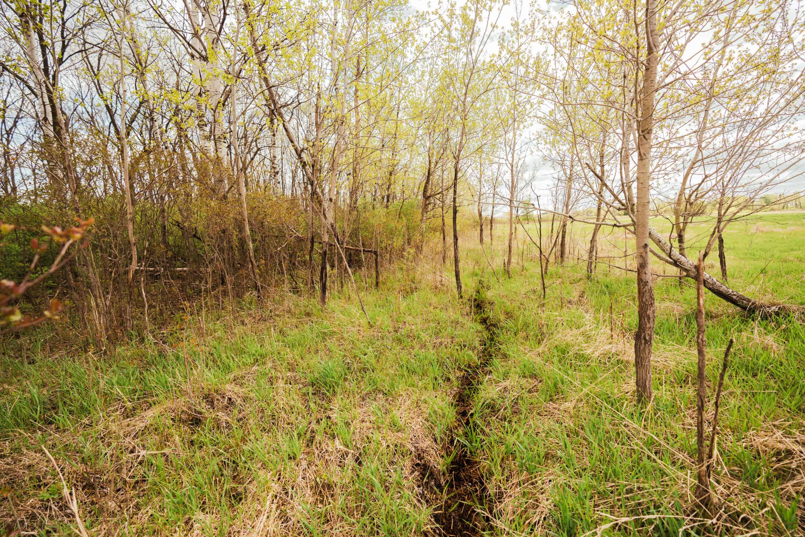 74 Acres in Dane County Town of York Rec, Hunting and Build Site for Sale