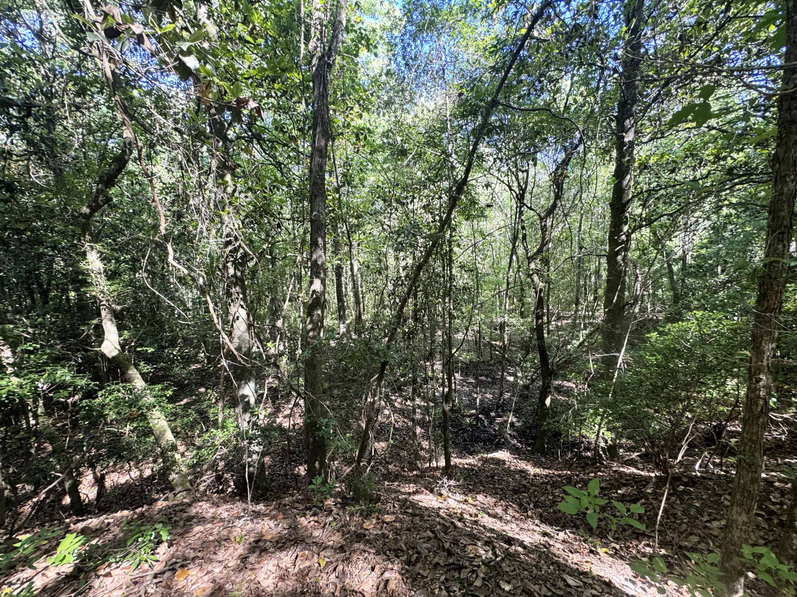Exceptional 110 ac Hunting & Recreational Property in Shellman, GA