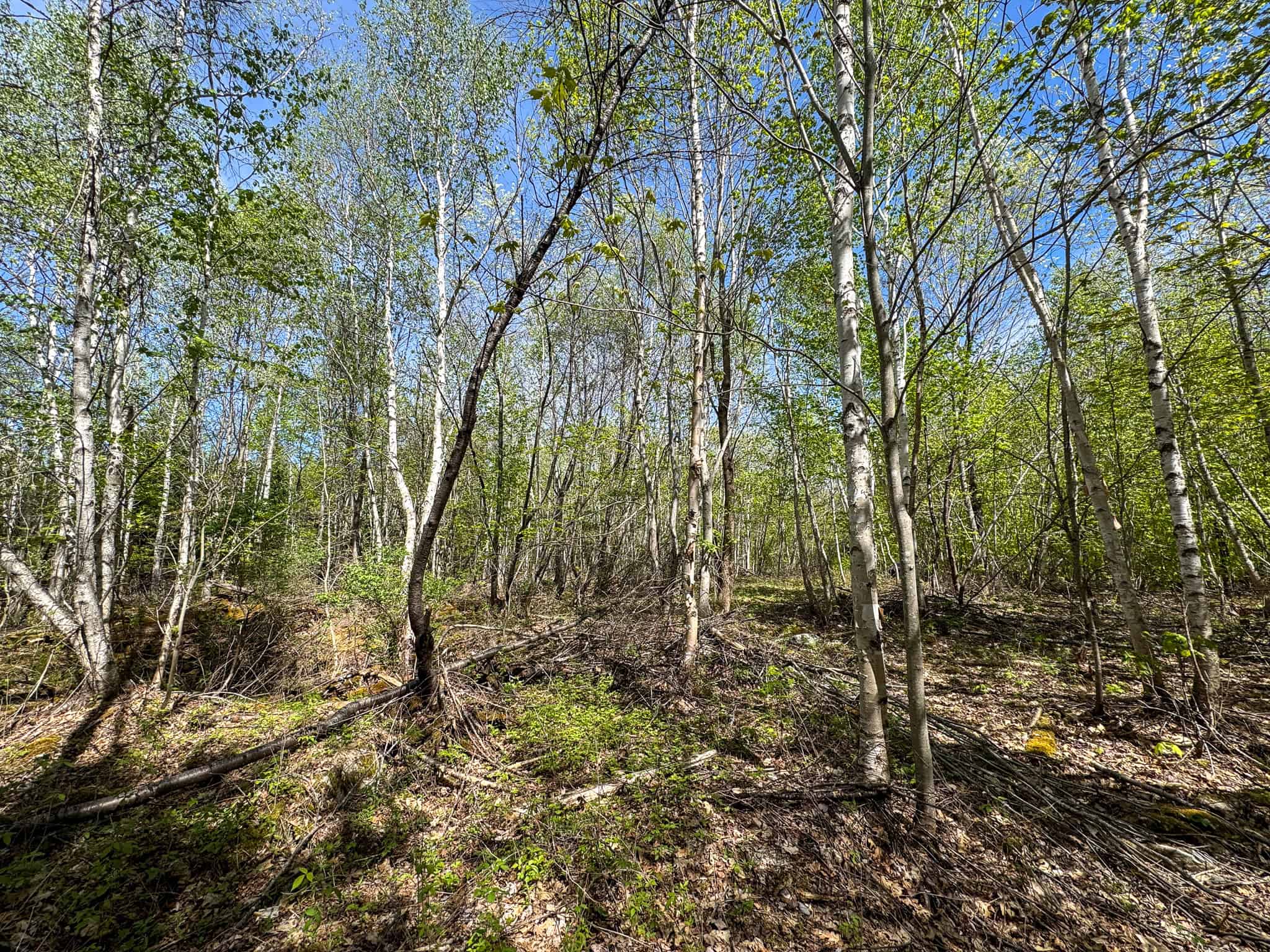Maine River Property – 40.18 Acres – Woodville