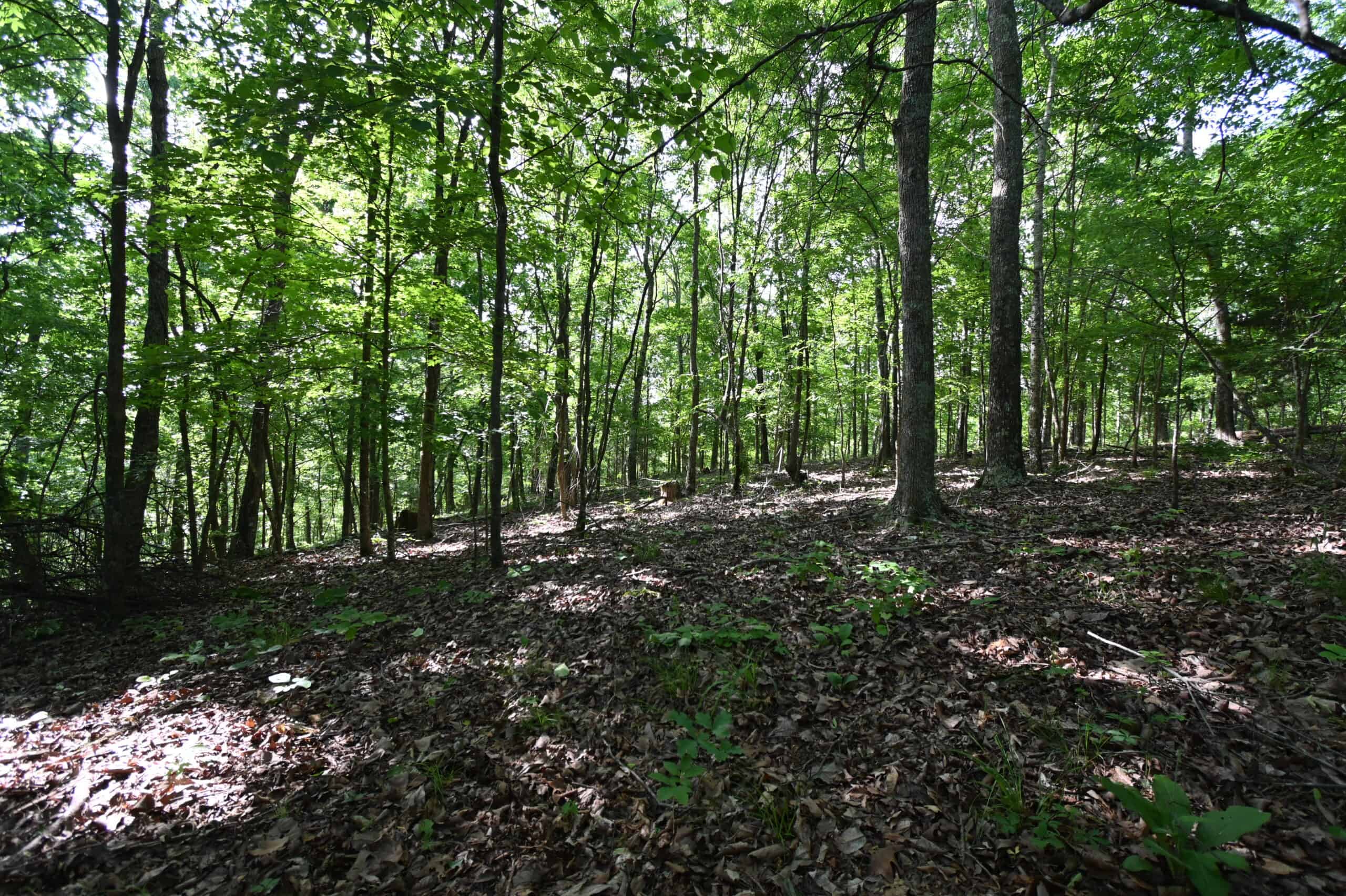 Tennessee Woods Land For Sale! 59.28 ac only minutes to TN River!